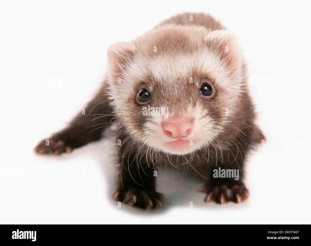 Polecat (putorius) forma furo, furets (Mustela putorius furo), Martens, prédateurs, mammifères, animaux, Aéroport national de Ferret (Mustela putorius x Banque D'Images