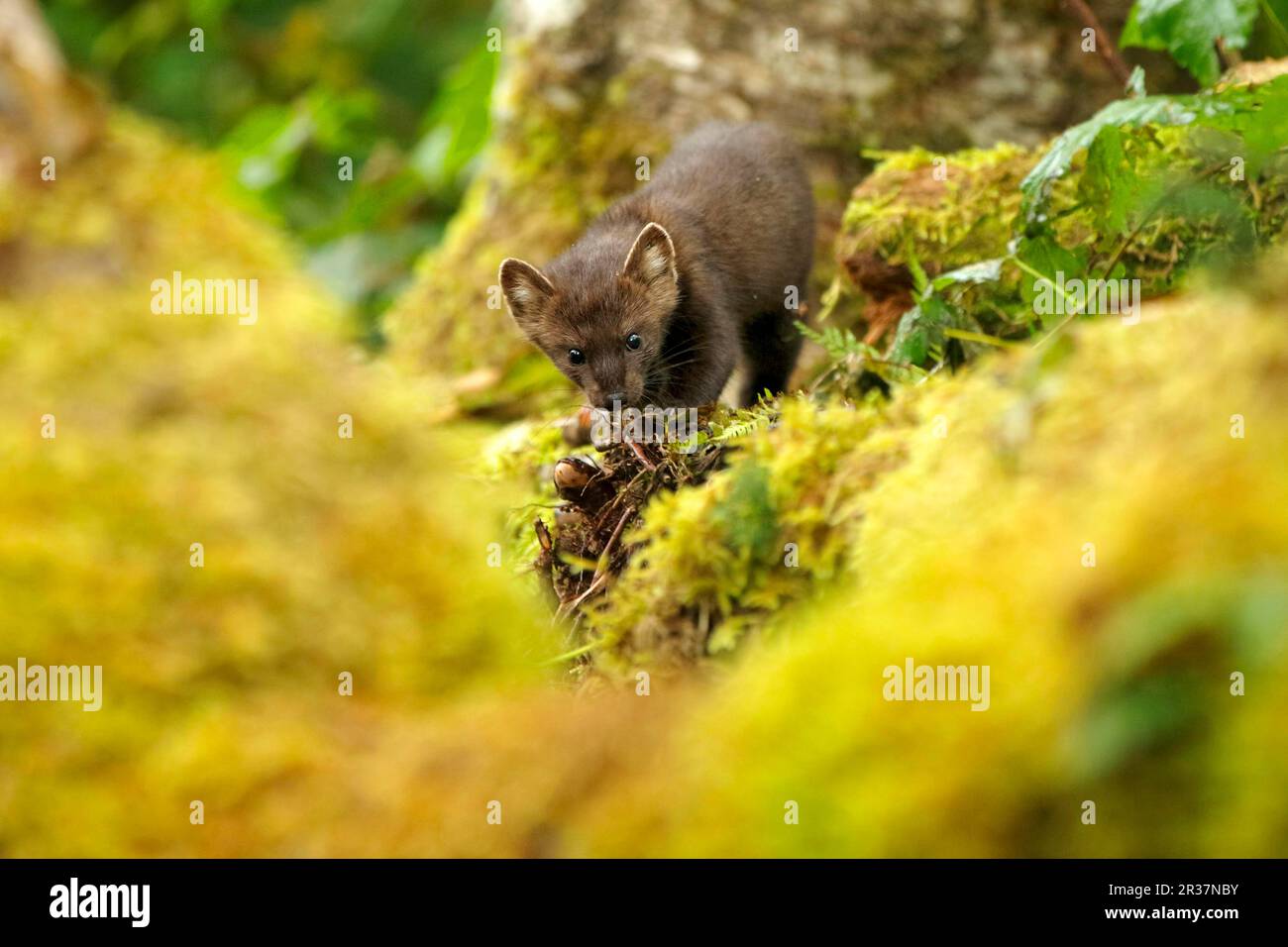 Marten américain (Martes americana) adulte, situé au milieu des rondins de la forêt tropicale côtière tempérée, de la forêt tropicale de Great Bear, de l'île de Gribbell, en Angleterre Banque D'Images