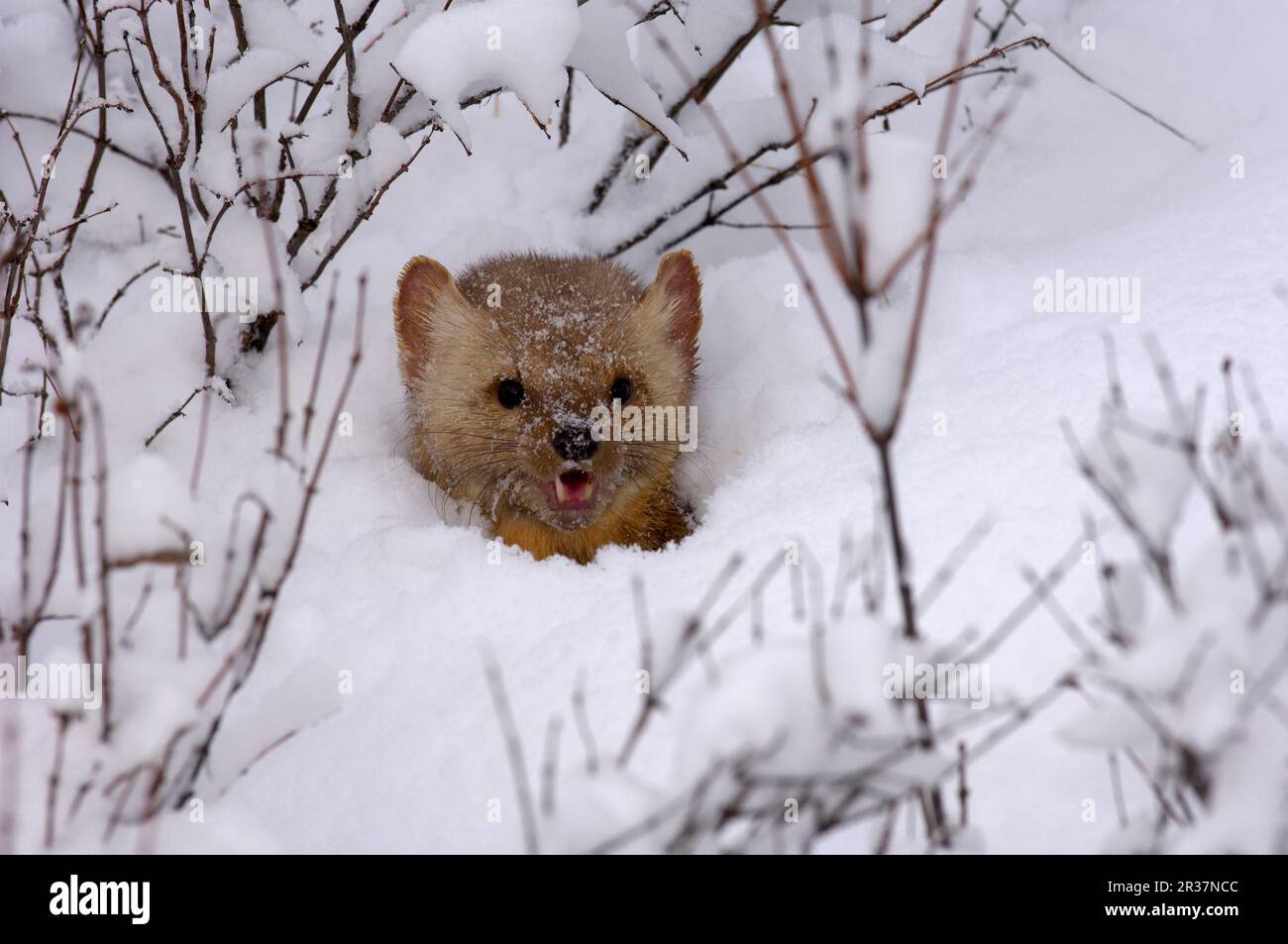 Martre d'Amérique (Martes americana), Martenidae, prédateurs, mammifères, animaux, Martre d'Amérique adulte, vue sur utricularia ochroleuca (U.) Banque D'Images