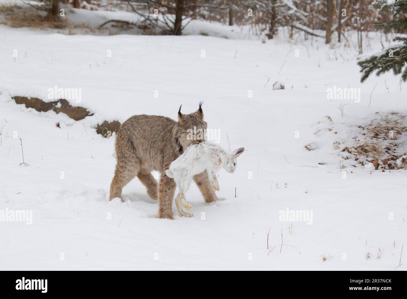 Lynx canadien (Lynx canadensis) adulte, marchant sur la neige dans le défrichement forestier avec la proie du lièvre d'Amérique (Lepus americanus), Minnesota, É.-U. janvier Banque D'Images