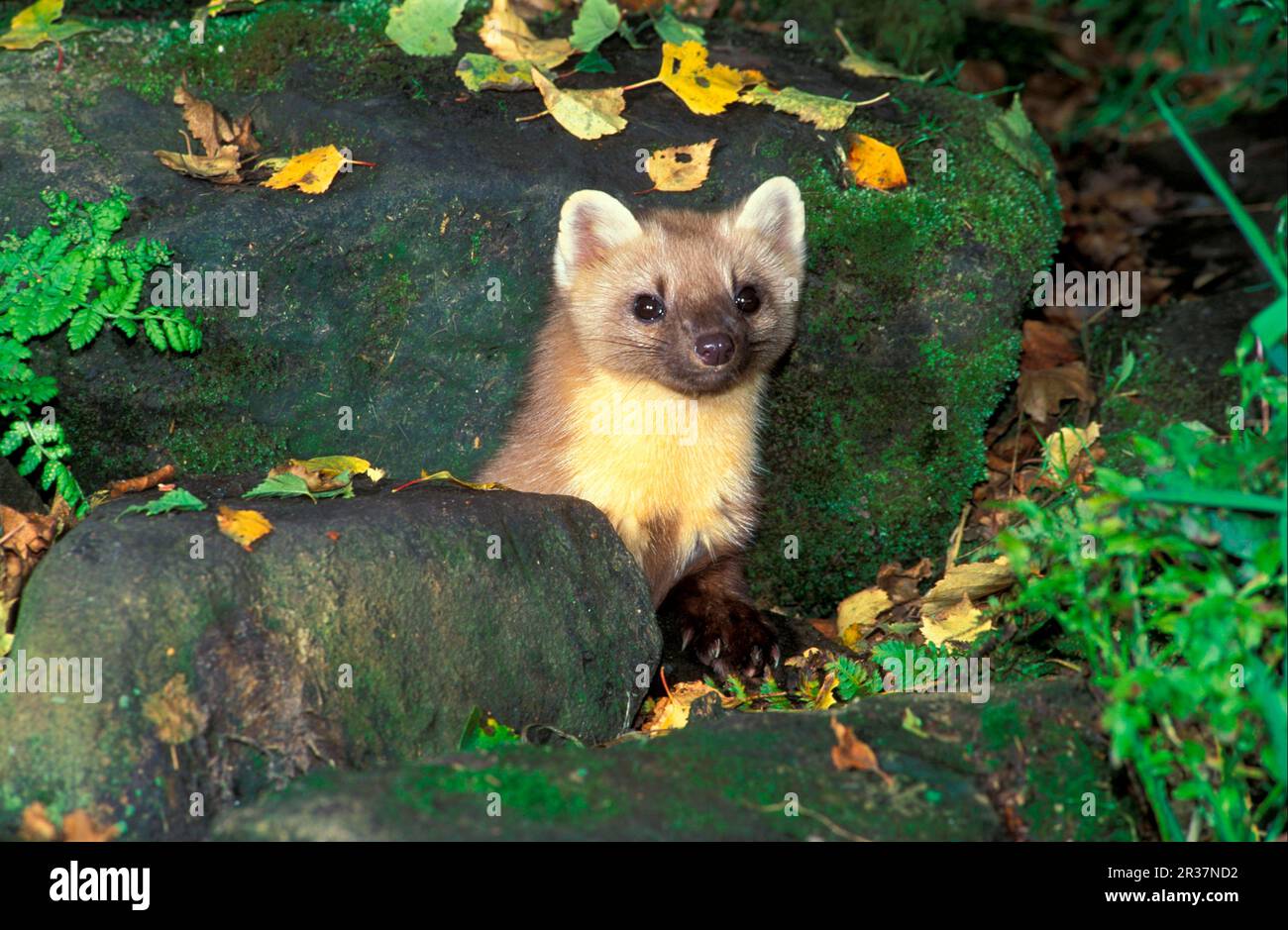 Martre d'Europe (Martes martes), Martenidae, prédateurs, mammifères, animaux, La martre de pin a l'air alerte-debout parmi les pierres Banque D'Images