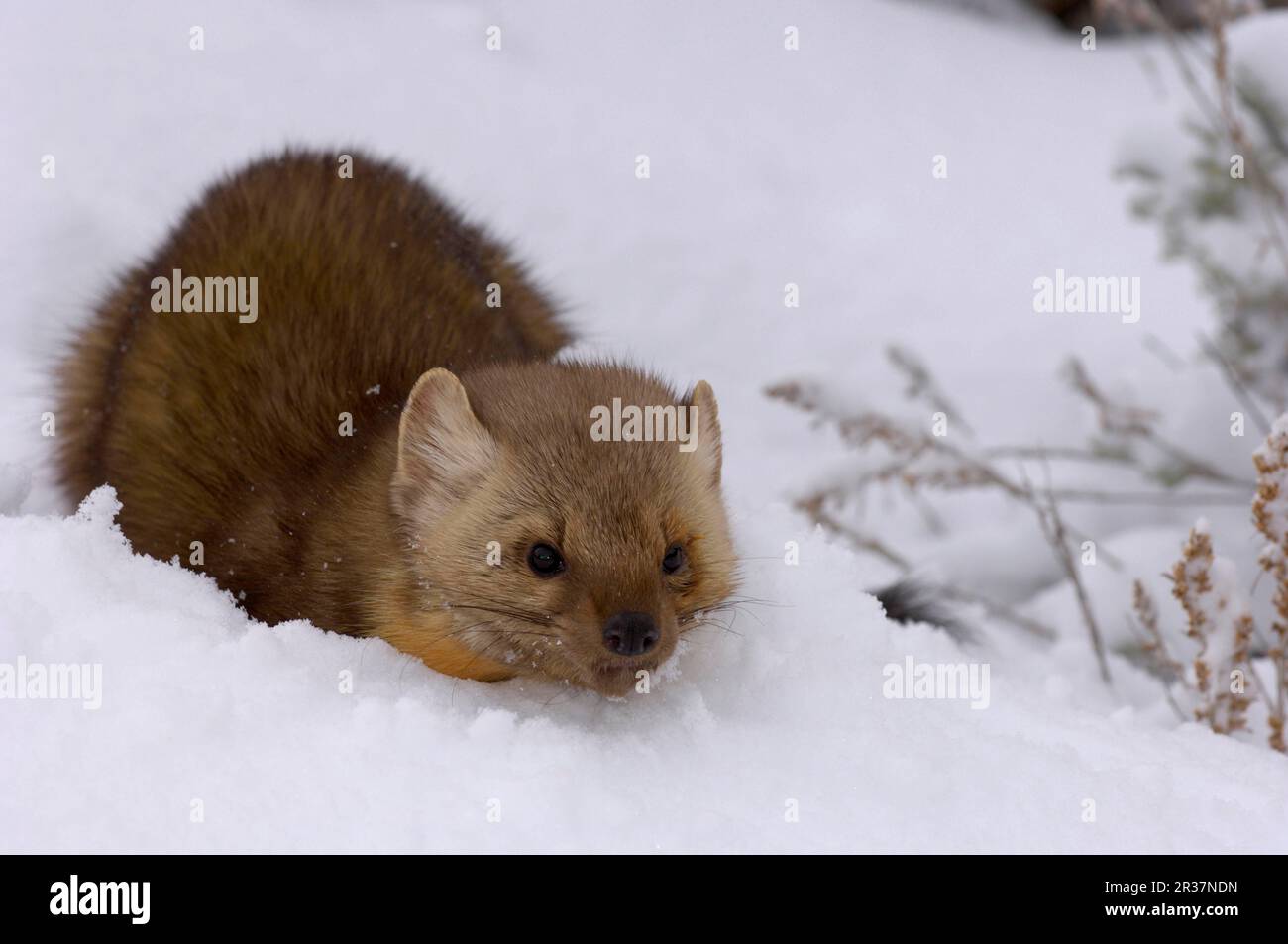 Martre d'Amérique (Martes americana), Martenidae, prédateurs, mammifères, animaux, Marten américain adulte chez utricularia ochroleuca (U.) (U.) S. A. Banque D'Images