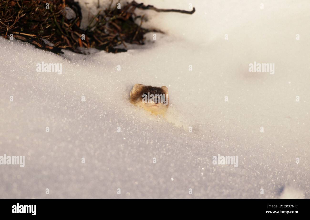 Ermine (Mustela erminea), stoats, grosse belette, semblable à une martre, prédateurs, Mammifères, animaux, raton de cochon provenant du trou de neige Banque D'Images