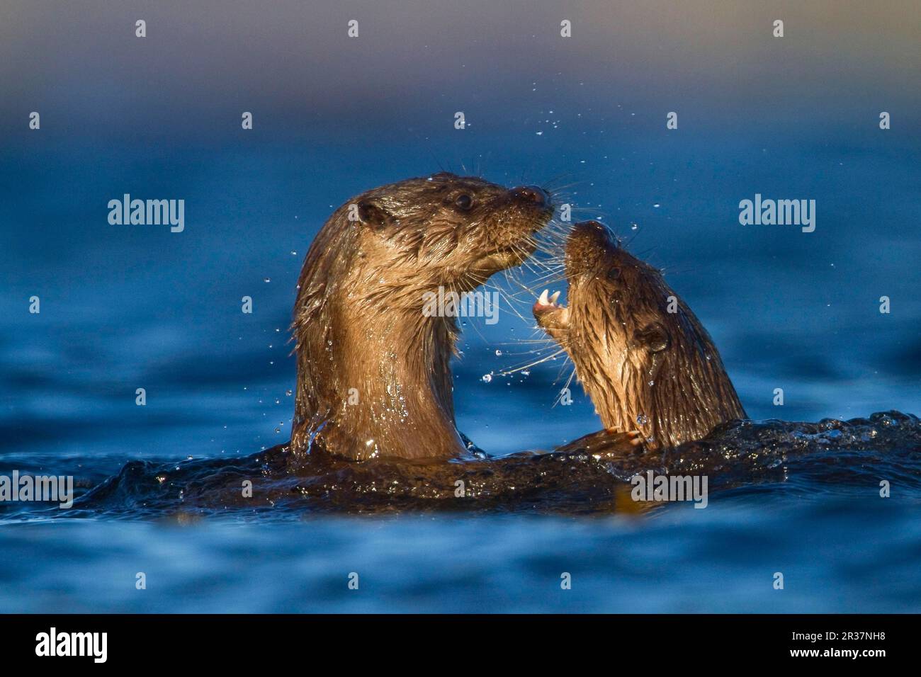 Loutre européenne (Lutra lutra), loutre européenne, martre, prédateurs, mammifères, Animaux, loutres d'Europe deux petits, combats en mer, île de Mull, intérieur Banque D'Images