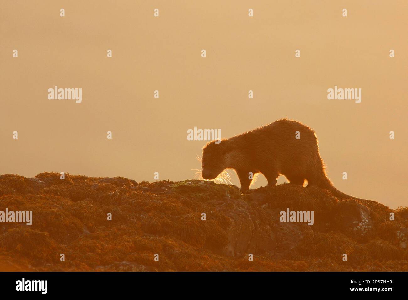 Loutre européen (Lutra lutra), loutre européen, espèce de Marten, prédateurs, mammifères, Animaux, loutre européenne cub, marchant sur des rochers recouverts d'algues à Banque D'Images