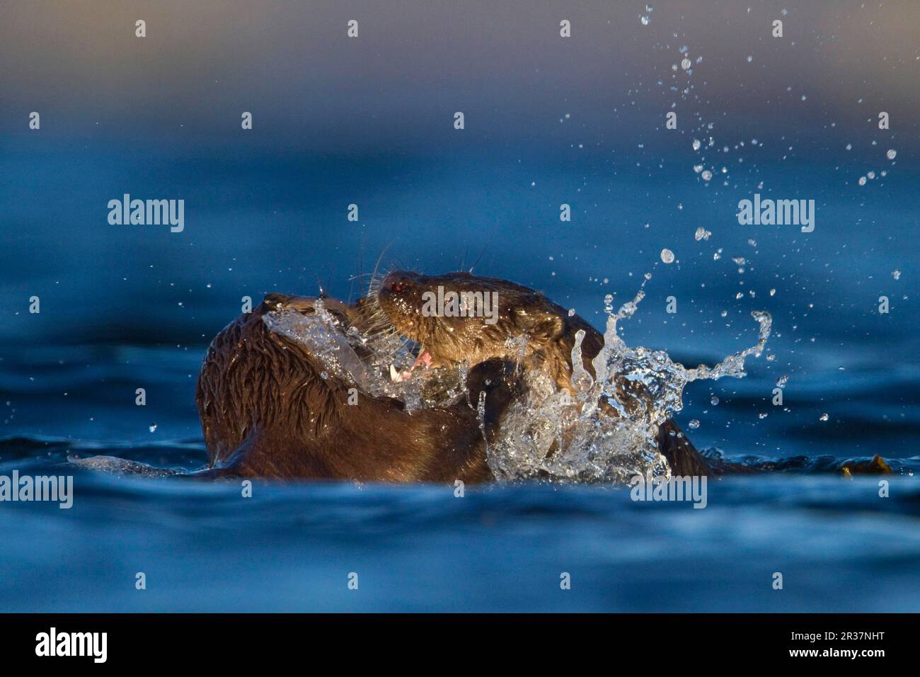 Loutre européenne (Lutra lutra), loutre européenne, martre, prédateurs, mammifères, Animaux, loutres d'Europe deux petits, combats en mer, île de Mull, intérieur Banque D'Images