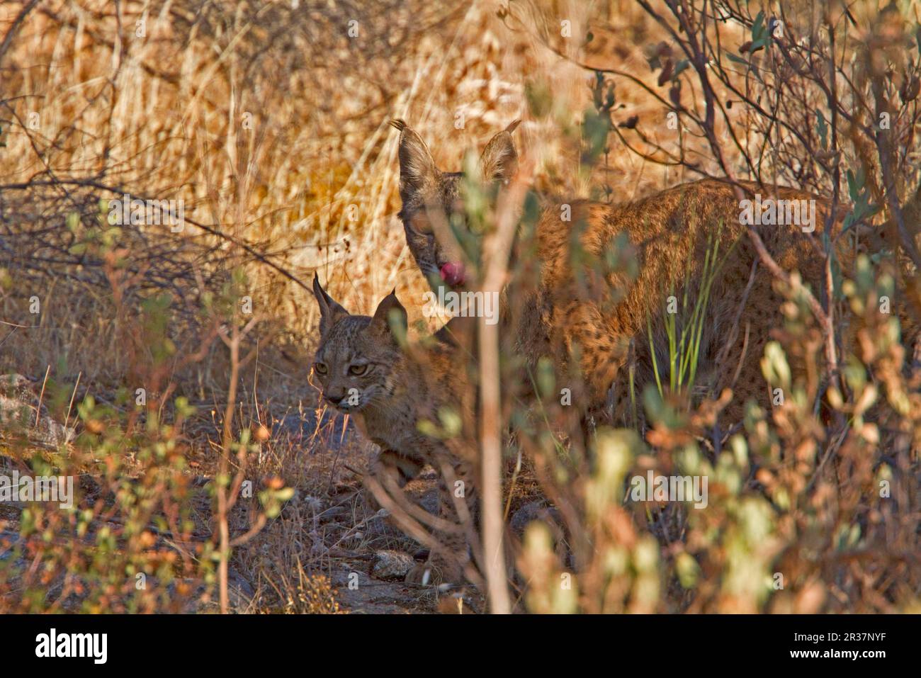 Lynx ibérique (Lynx pardinus), Pardel Lynx, ce qui signifie leopard-tacheté et en effet cet animal a été fortement marqué avec sur tout le corps. Cette femme Banque D'Images
