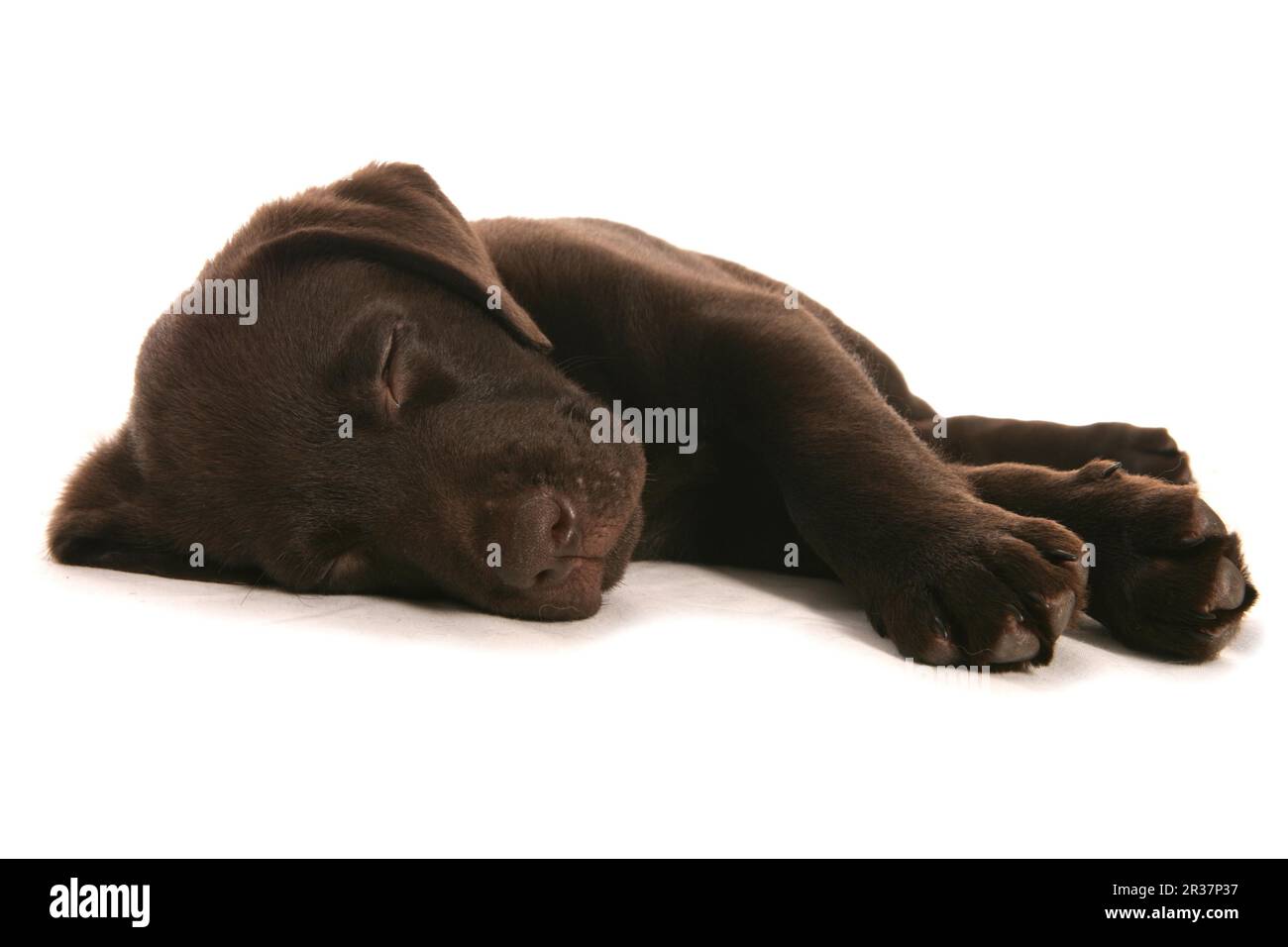 Chien domestique, Chocolate Labrador Retriever, Homme, Puppy, dormir Banque D'Images