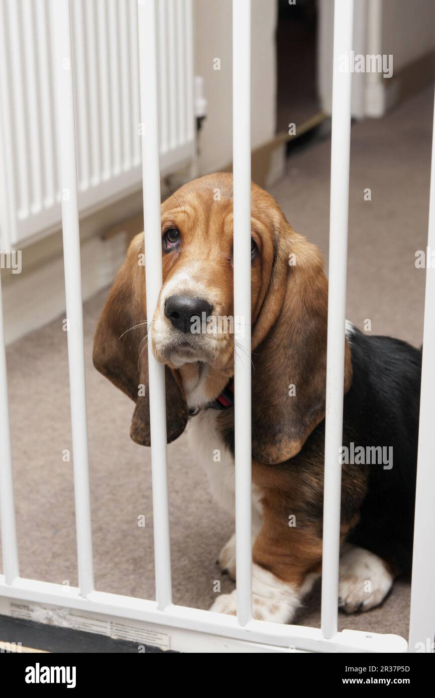 Chien domestique, chien d'appui, chiot, assis derrière la porte de sécurité, Angleterre, Royaume-Uni Banque D'Images