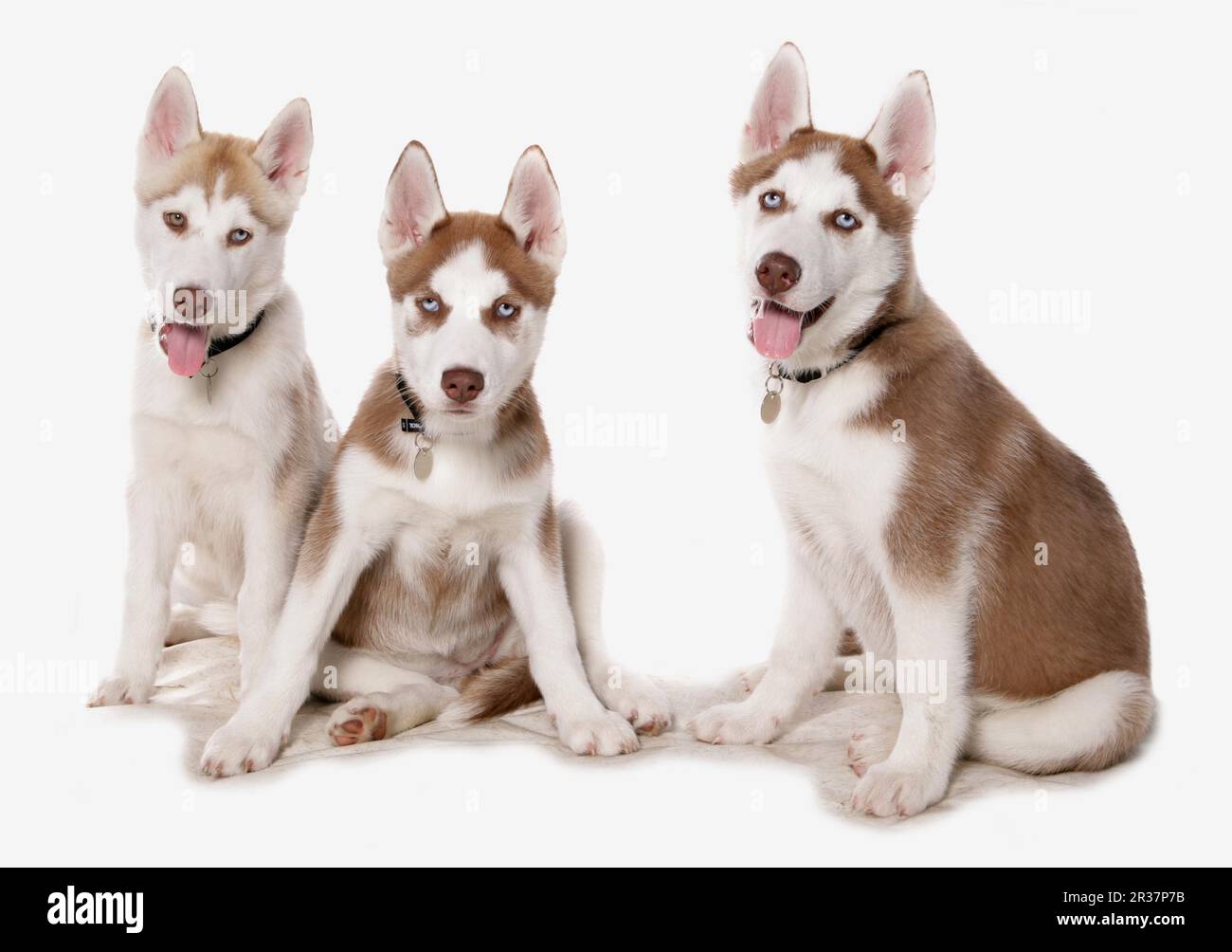 Huskies sibérien, chiots, collier avec étiquette d'identification Banque D'Images