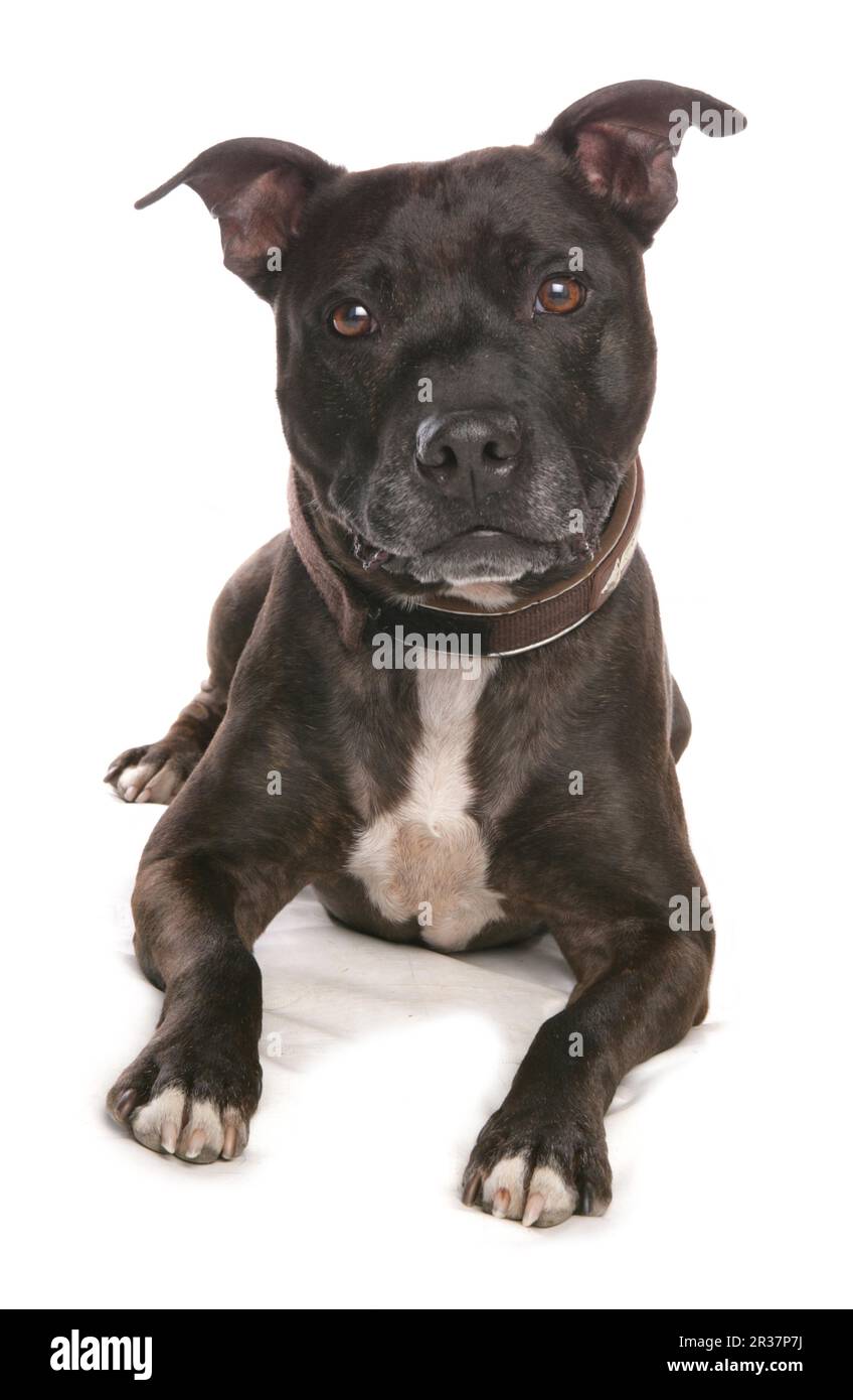 Chien domestique, Staffordshire Bull Terrier, adulte, pose Banque D'Images
