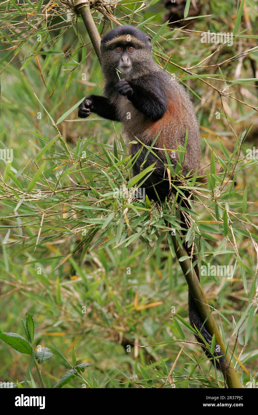 Singe doré (Cercopithecus mitis kandti) adulte se nourrissant en bambou, Parc National des Volcans (Volcans N. P.), Rwanda Banque D'Images