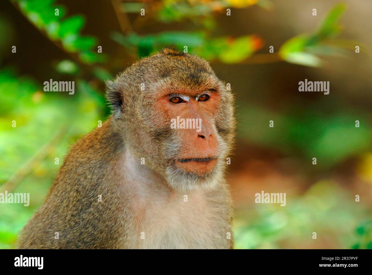 Macaque (Macaca fascicularis) adulte, gros plan de la tête, Khao Sam Roi Yot N. P. Thaïlande Banque D'Images