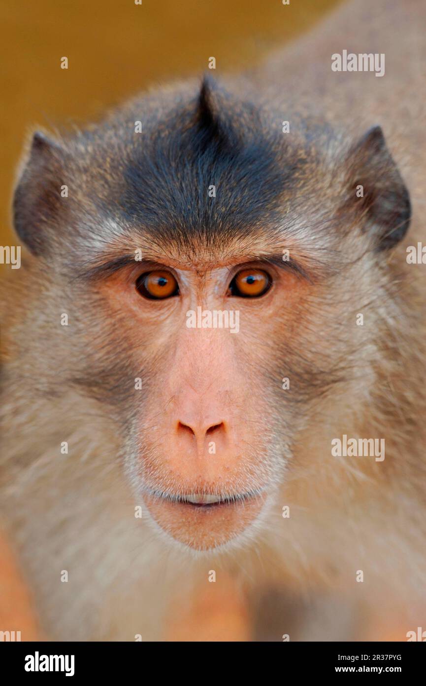 Macaque (Macaca fascicularis) adulte, gros plan de la tête, à la périphérie ouest de la ville, Bangkok, Thaïlande Banque D'Images