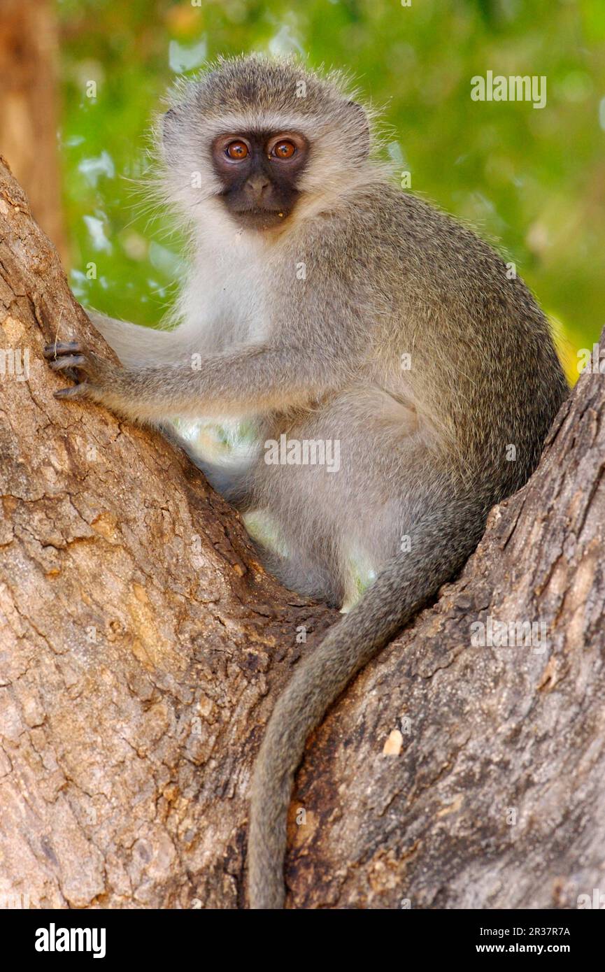 Singe vervet (Chlorocebus aethiops) juvénile, assis dans un arbre, Kruger N. P. Afrique du Sud Banque D'Images