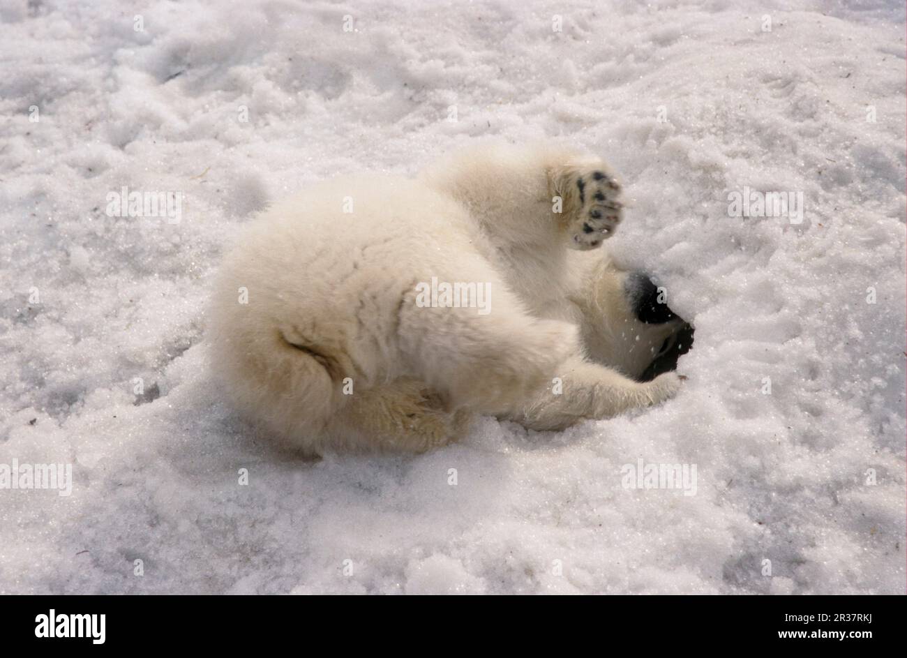 Ours polaires, ours polaires (Ursus maritimus) ours polaires ours, prédateurs, mammifères, animaux, ours polaires CUB de quatre mois avec tête dans le trou de neige Banque D'Images