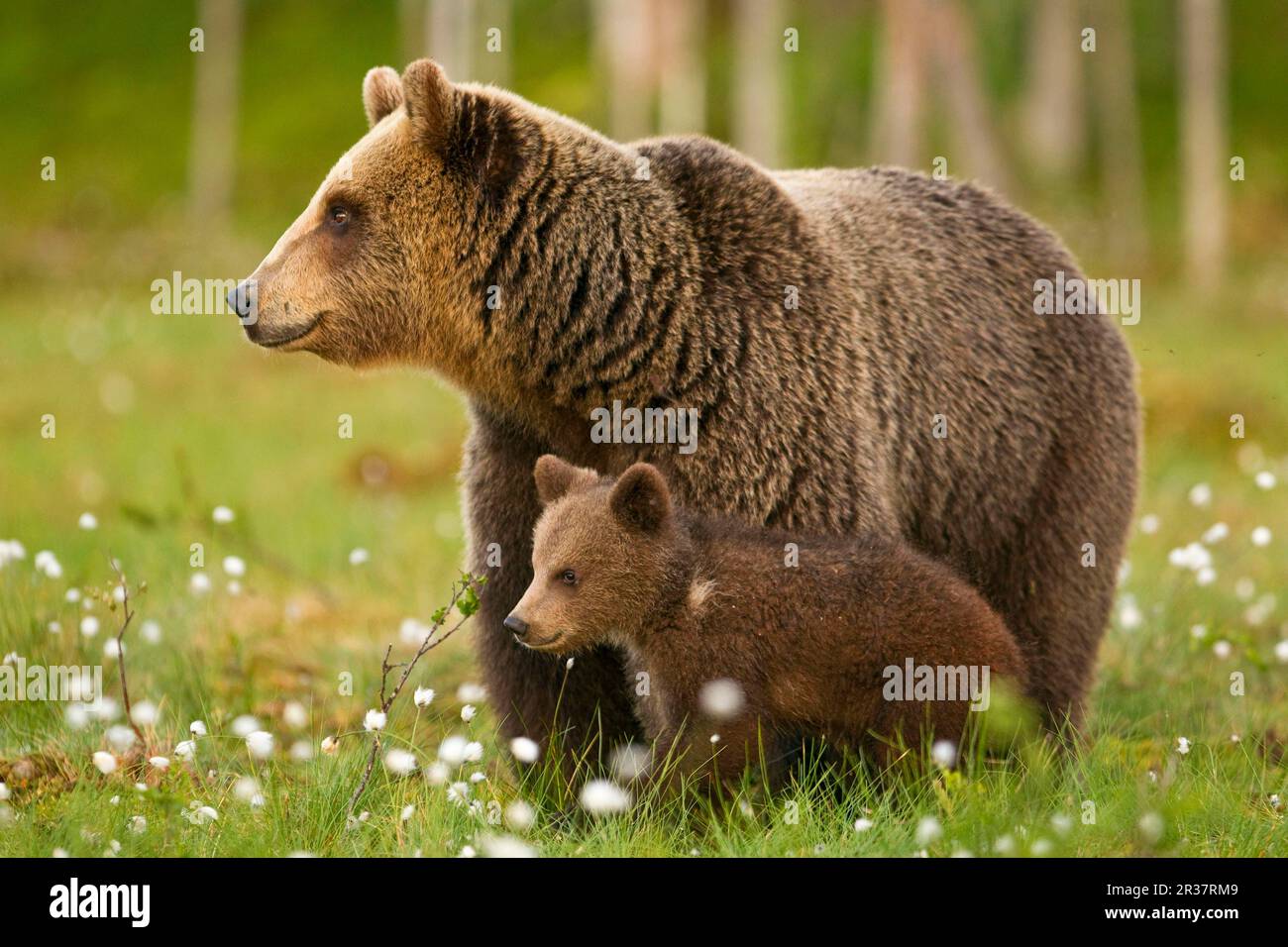 Ours brun européen (Ursus arctos arctos) adulte femelle avec cub, debout au milieu du coton-herbe, dans la forêt de taïga, Finlande Banque D'Images