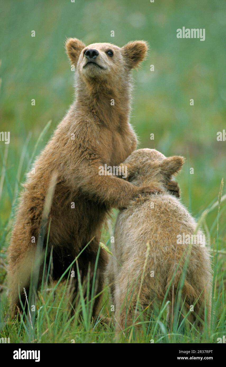 Ours brun nord-américain (Ursus arctos horribilis) deux petits, jouant, Hallo Bay, Outer Katmai Coast, Alaska (U.) S. A. Banque D'Images