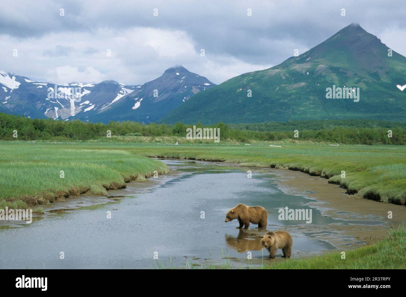 Ours brun d'Amérique du Nord (Ursus arctos horribilis) adulte et immature, dans la rivière, la baie de Hallo, la côte externe de Katmai, Alaska (U.) S. A. Banque D'Images