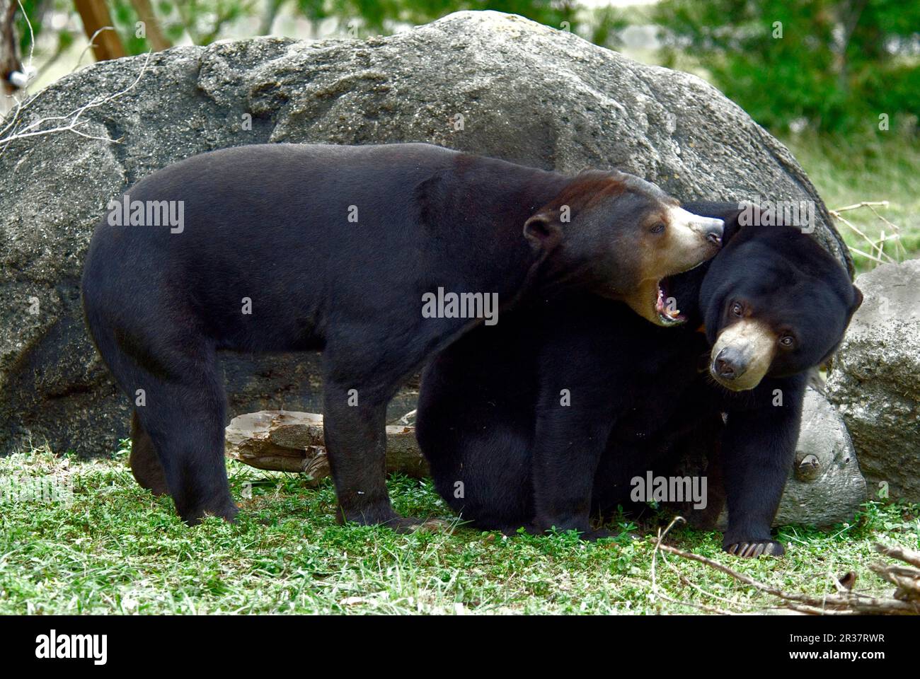 Ours de soleil malais (Helarctos malayanus) deux adultes, combats de jeu Banque D'Images