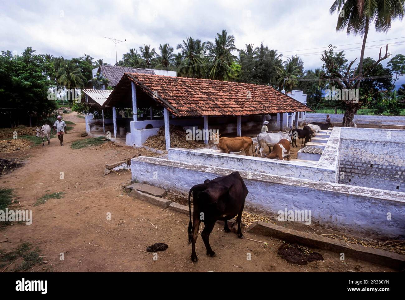 Bovins dans une ferme biologique, une vache est un must pour une agriculture biologique, l'Inde. Race indienne de Kangayam Kangeyam Banque D'Images