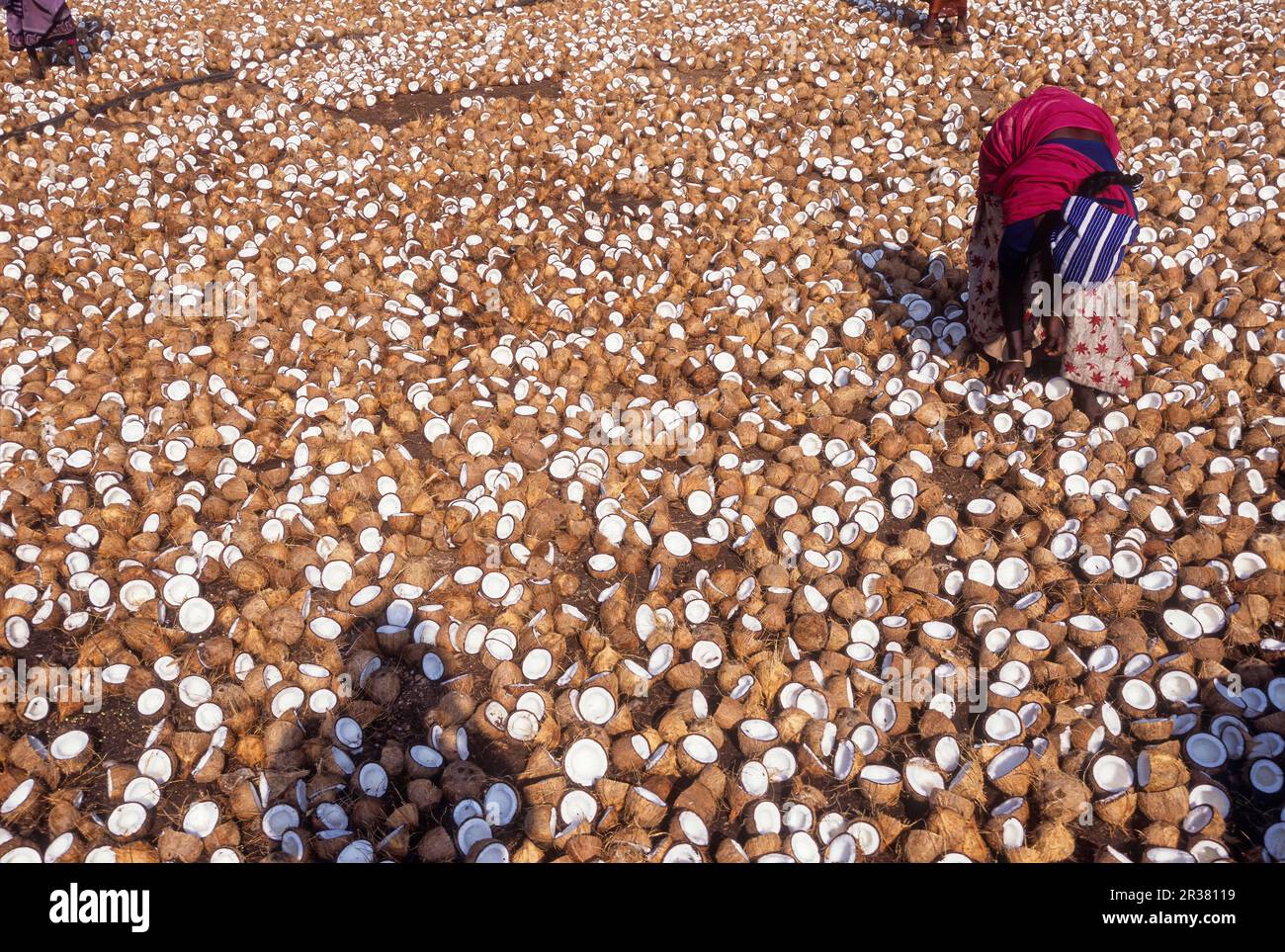 Fille de 18 ans travaillant pour sécher le coprah dans une usine d'extraction de pétrole à Vellakoil vellakovil Tamil Nadu, Inde du Sud, Inde, Asie Banque D'Images