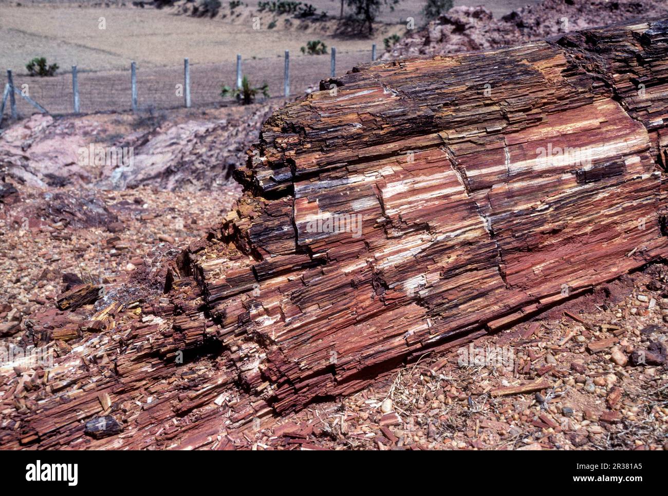 Arbre fossile de 20 millions d'années dans le parc national de bois fossile de Thiruvakkarai Tiruvakkarai près de Puducherry Pondichéry, Tamil Nadu, Inde du Sud Banque D'Images