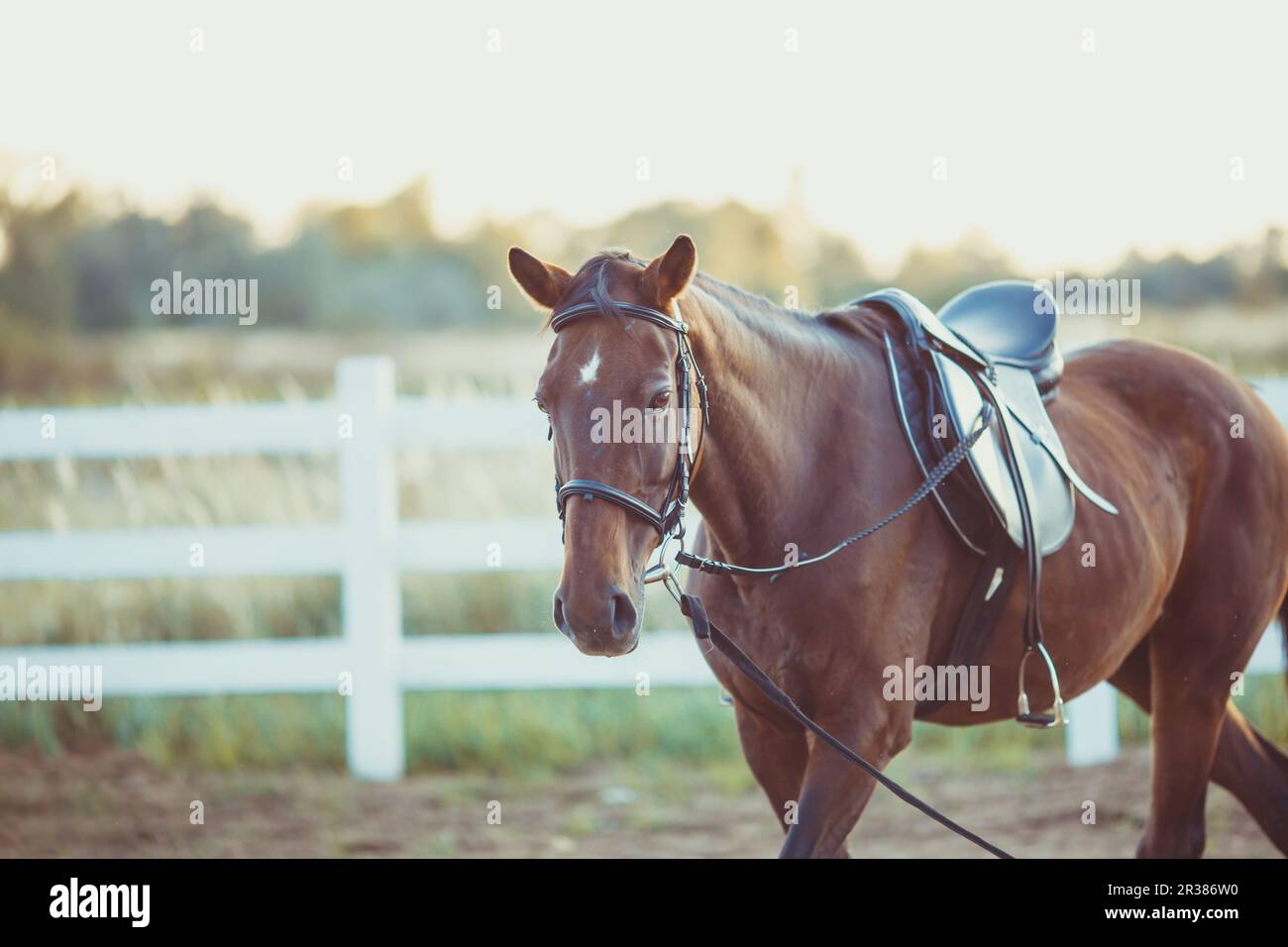 Cheval à la ferme Banque D'Images