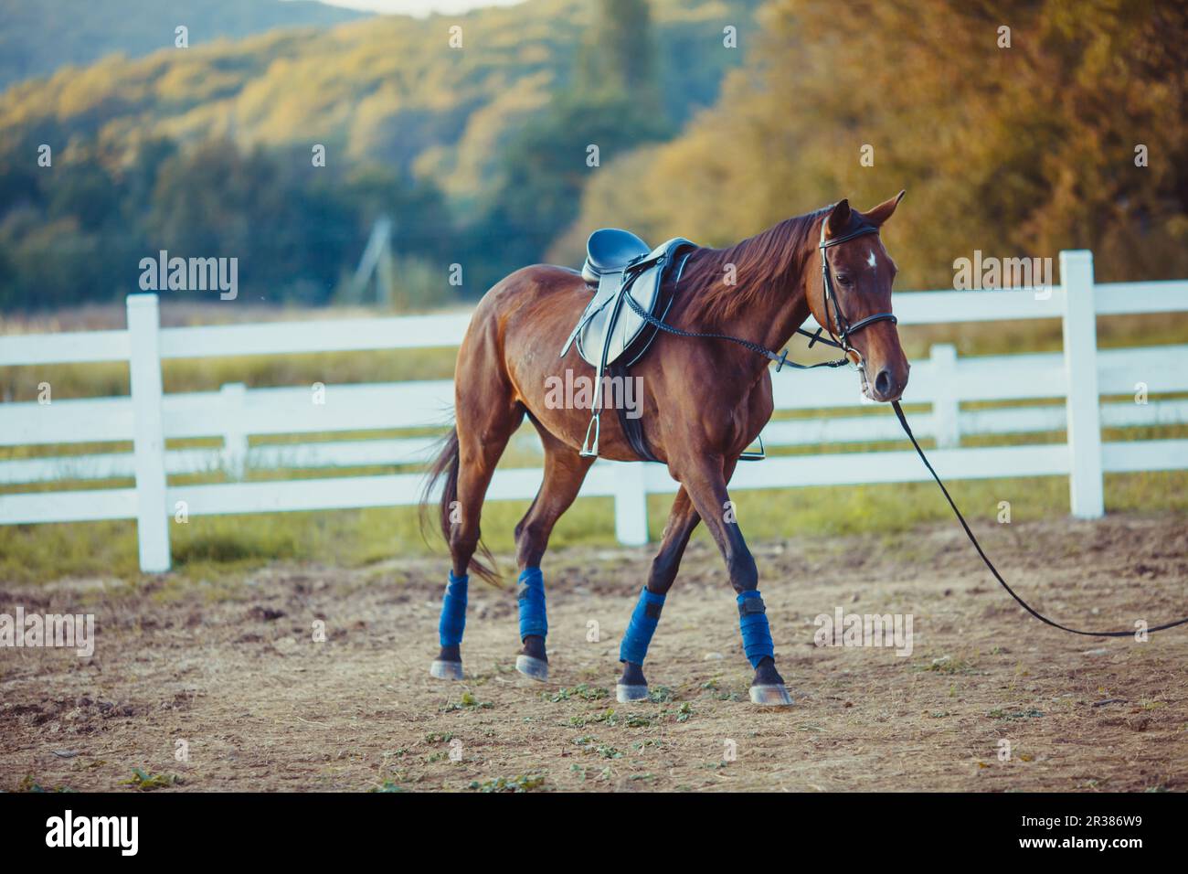Cheval à la ferme Banque D'Images