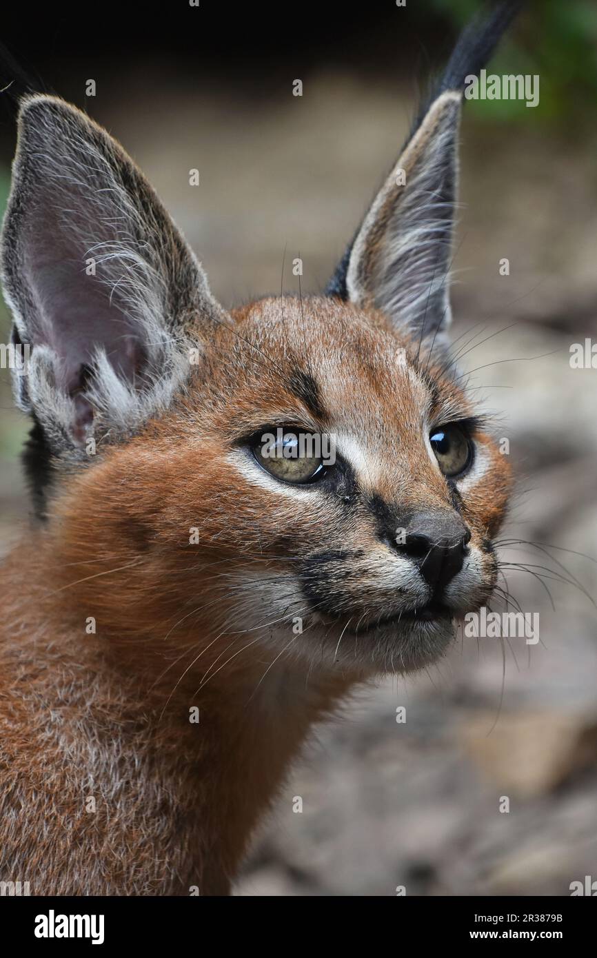 Close up portrait of baby caracal chaton Banque D'Images