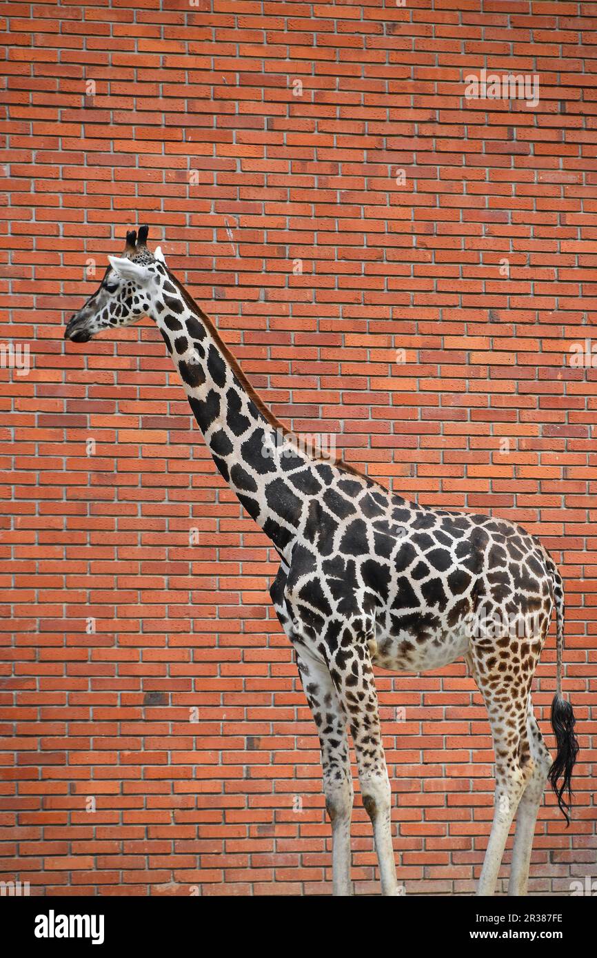 Portrait de profil de girafe sur mur de brique rouge Banque D'Images