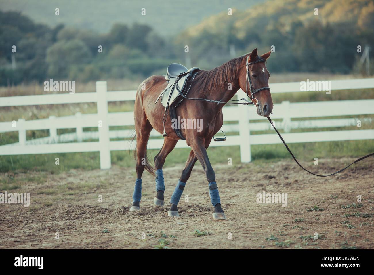 Cheval à la ferme Banque D'Images