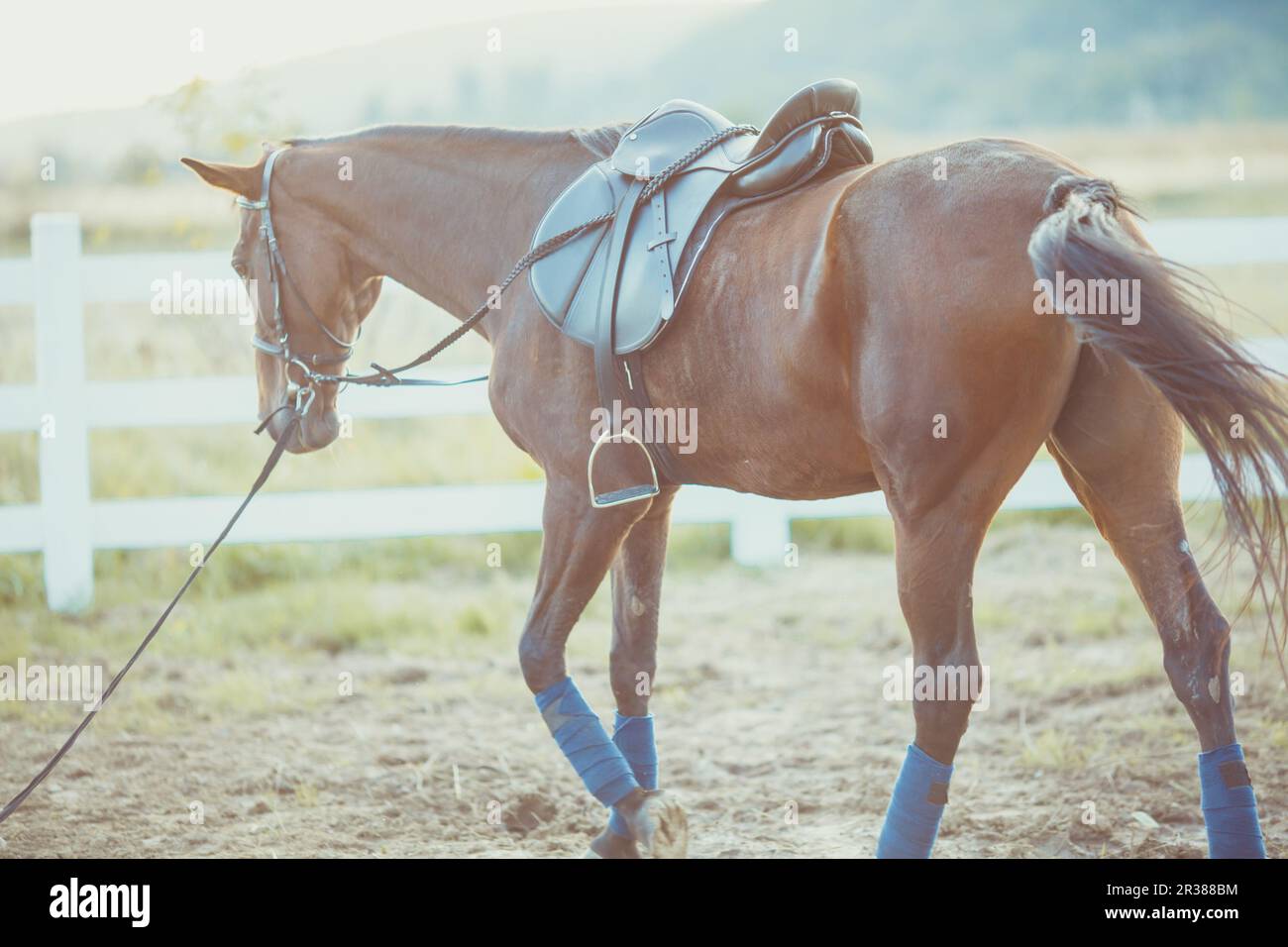 Cheval à la ferme Banque D'Images