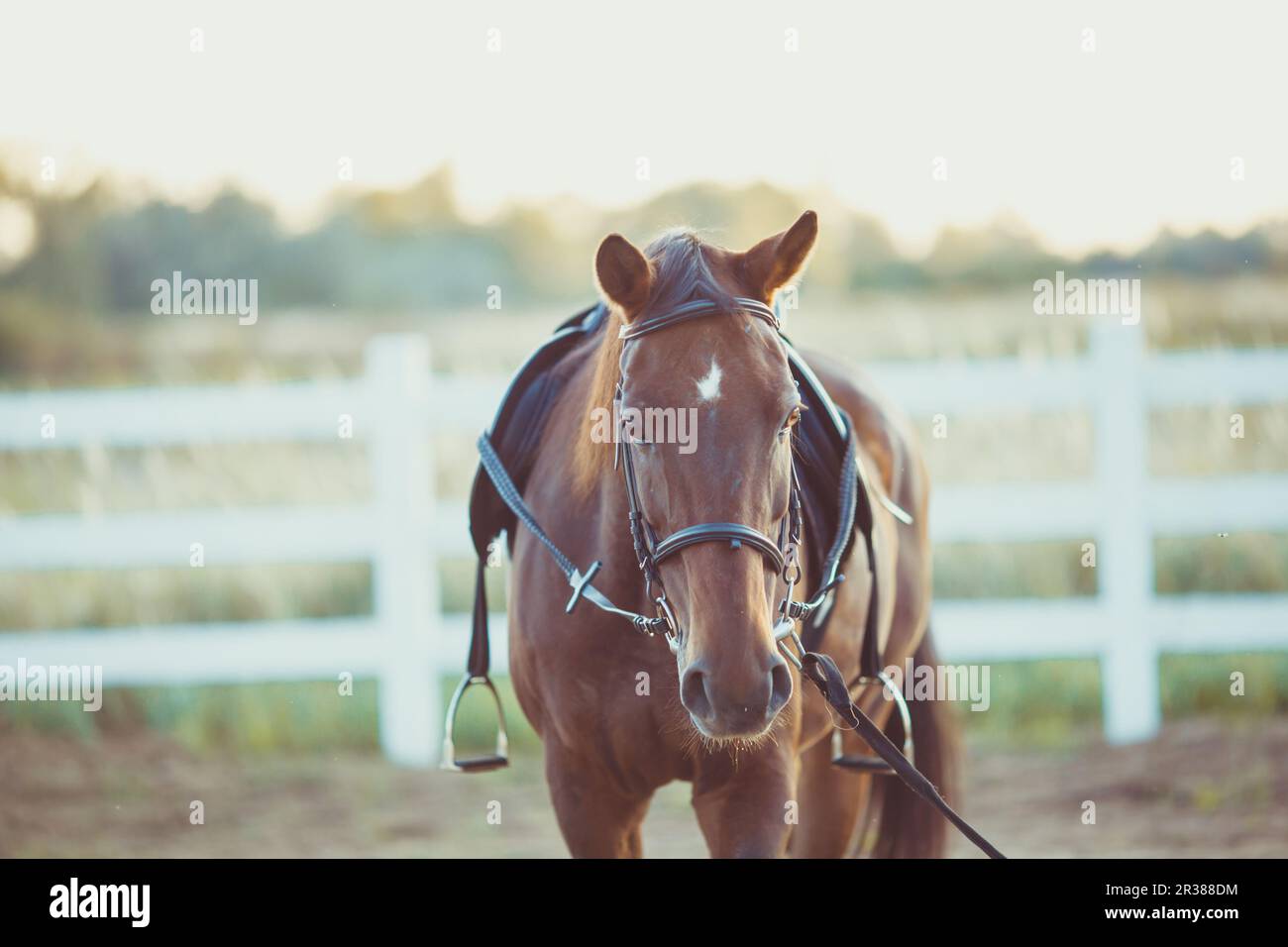 Cheval à la ferme Banque D'Images
