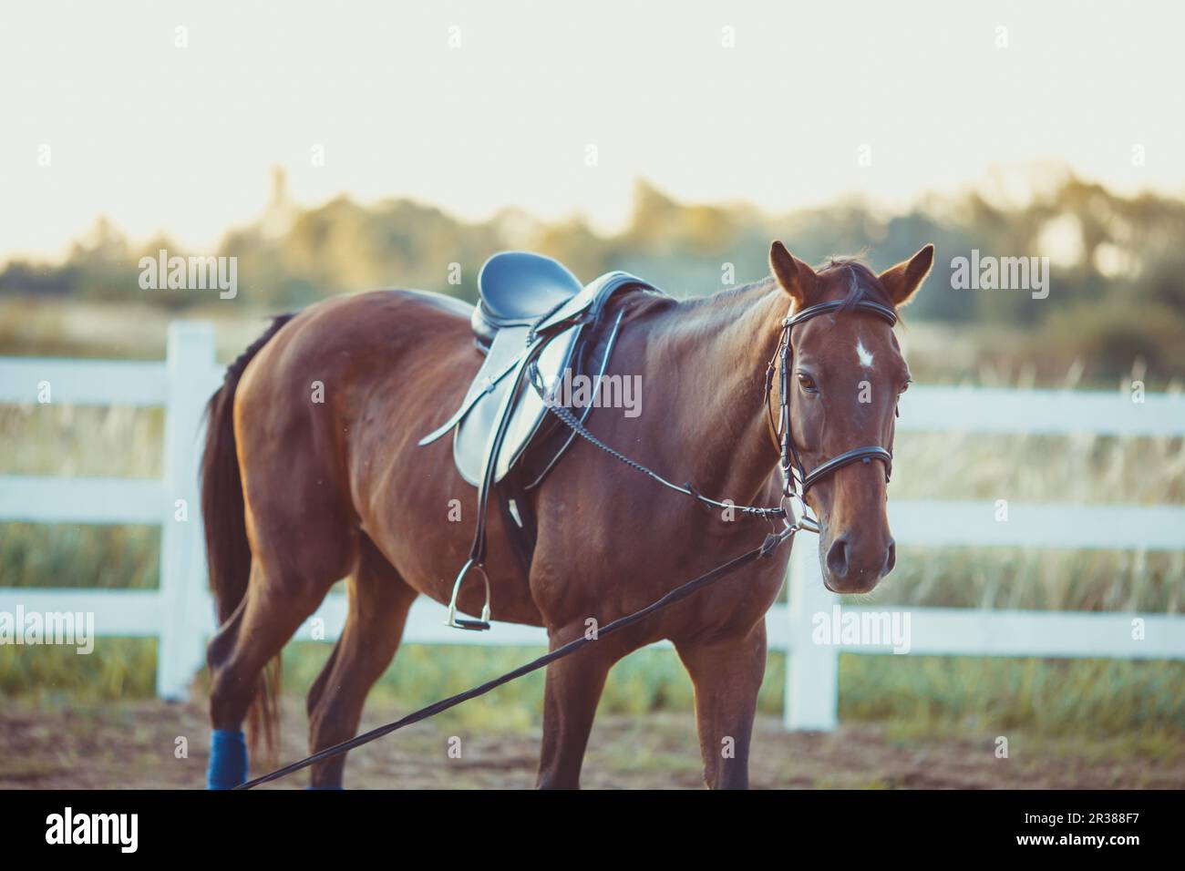Cheval à la ferme Banque D'Images