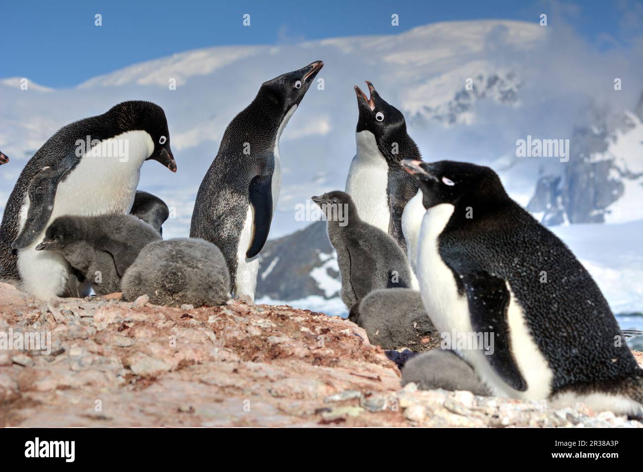 Colonie de nidification de pingouins d'Adelie en Antarctique Banque D'Images