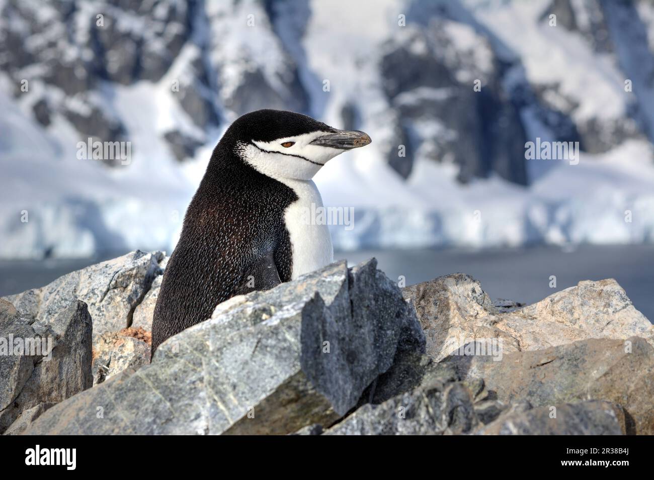 Pingouins de collier dans leur habitat naturel en Antarctique Banque D'Images