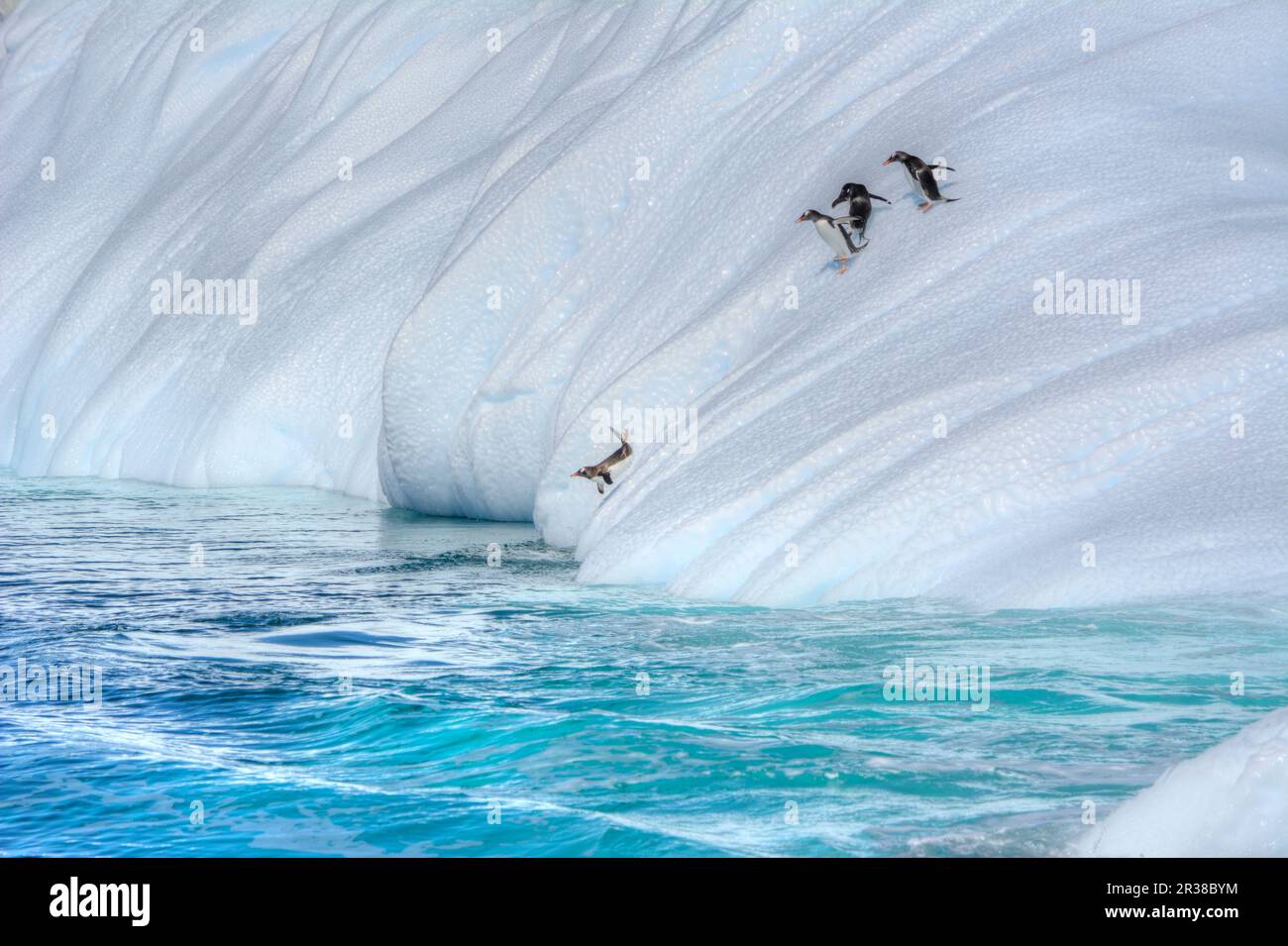 Les pingouins se tiennent sur le bord d'une banquise et sautent de celle-ci dans l'eau en Antarctique Banque D'Images