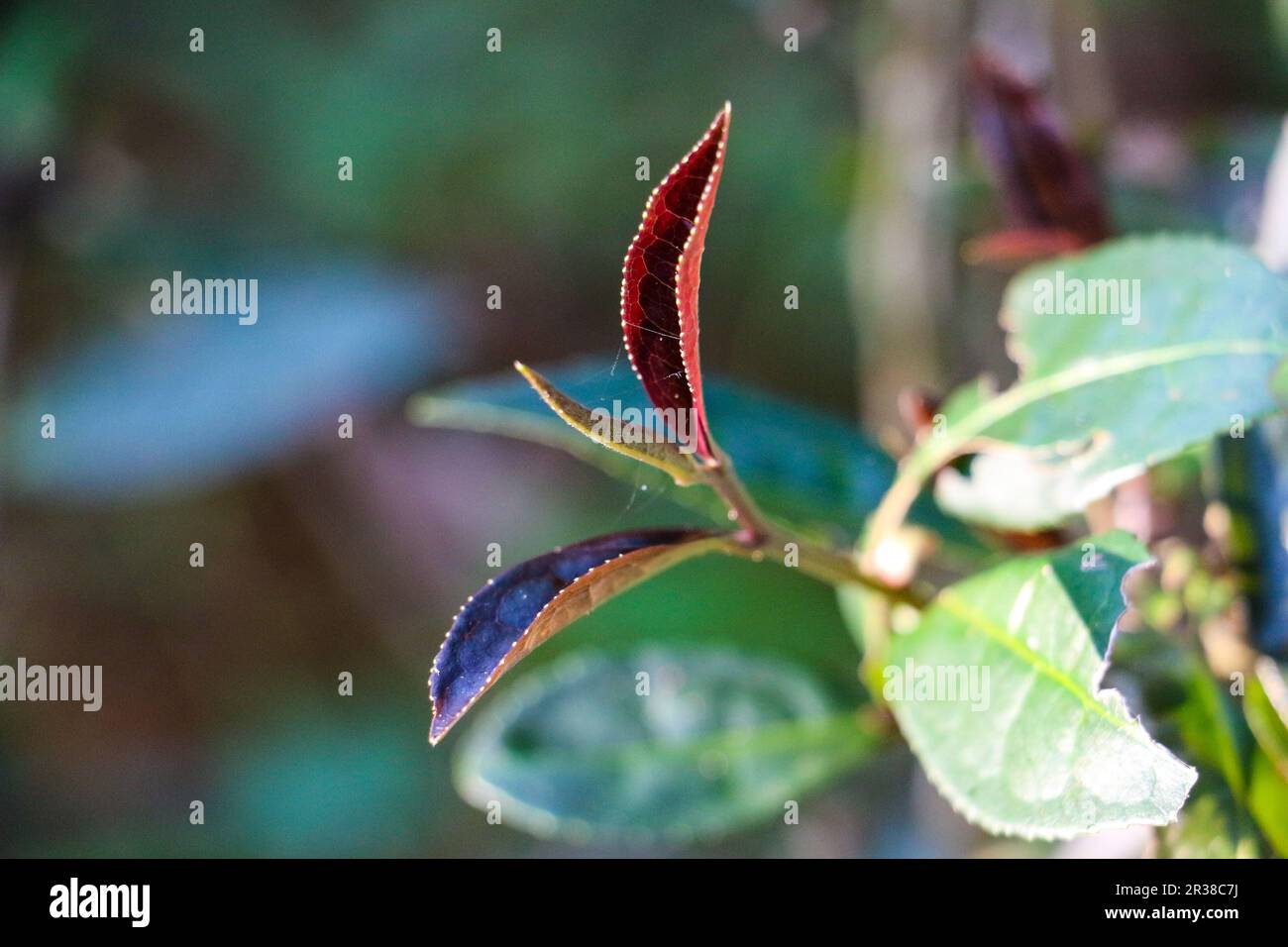 Usine de thé Banque D'Images
