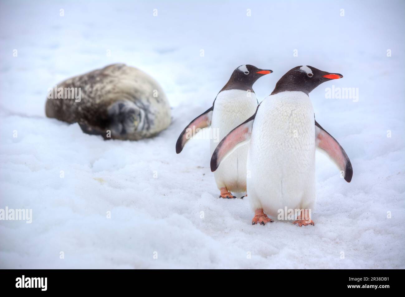 Paire de pingouins gentoo à côté d'un phoque en Antarctique Banque D'Images