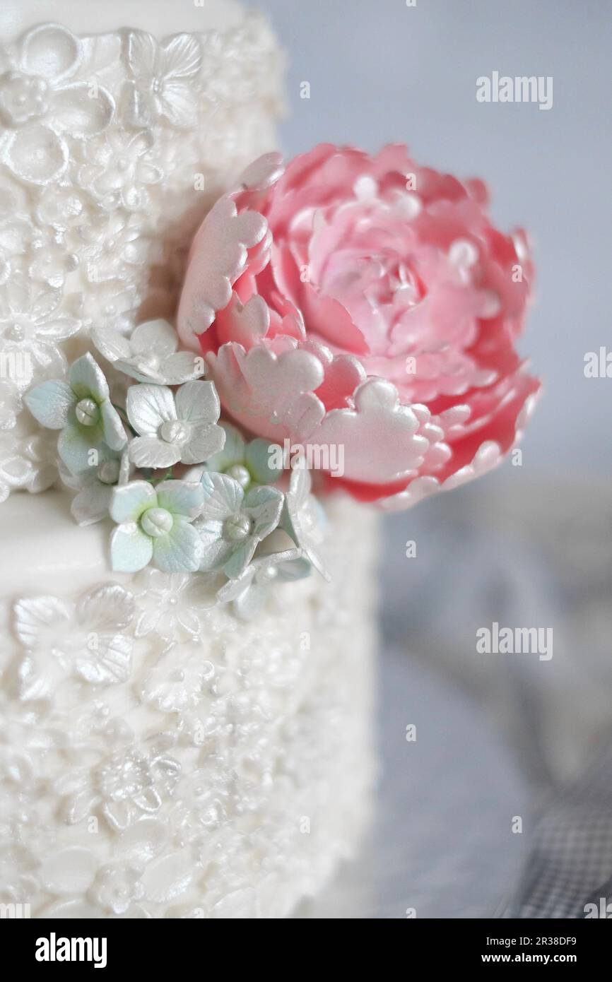 Une pivoine à sucre Banque D'Images