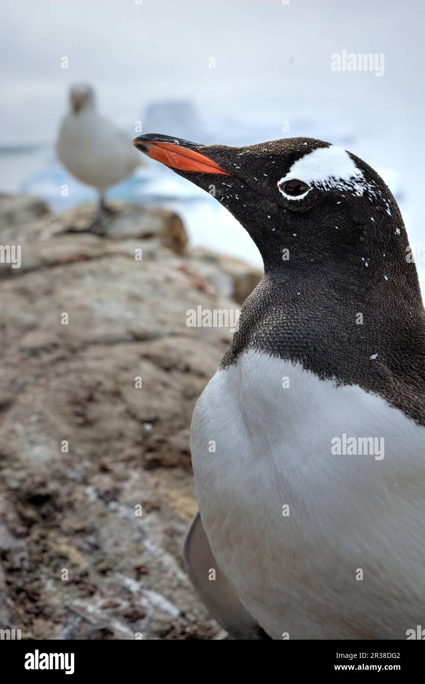 Manchot de Gentoo et karité enneigée dans leur habitat naturel en Antarctique Banque D'Images