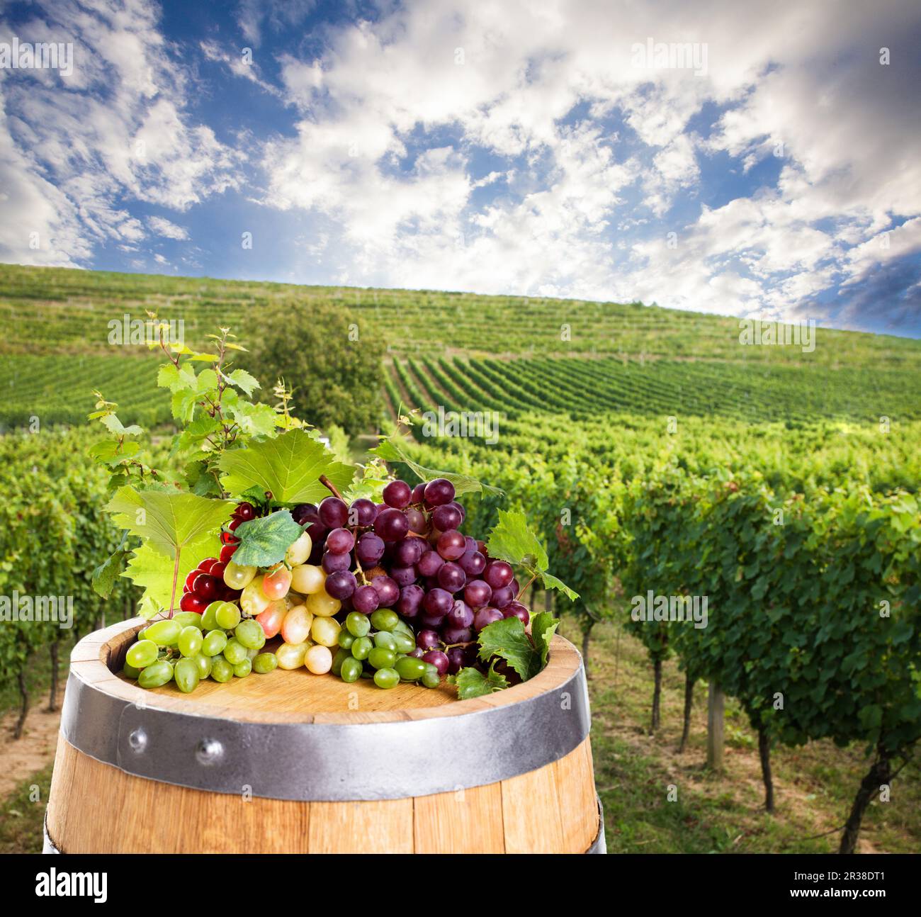 Vin rouge avec fourreau sur vigne en vert de la Toscane, Italie Banque D'Images