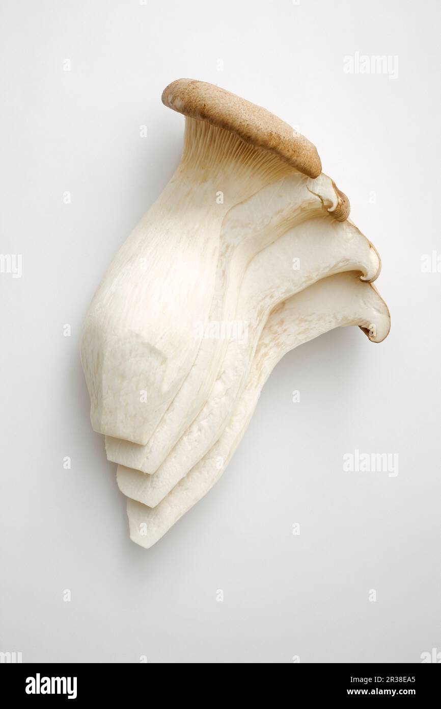 Les champignons de la trompette King sur fond blanc Banque D'Images