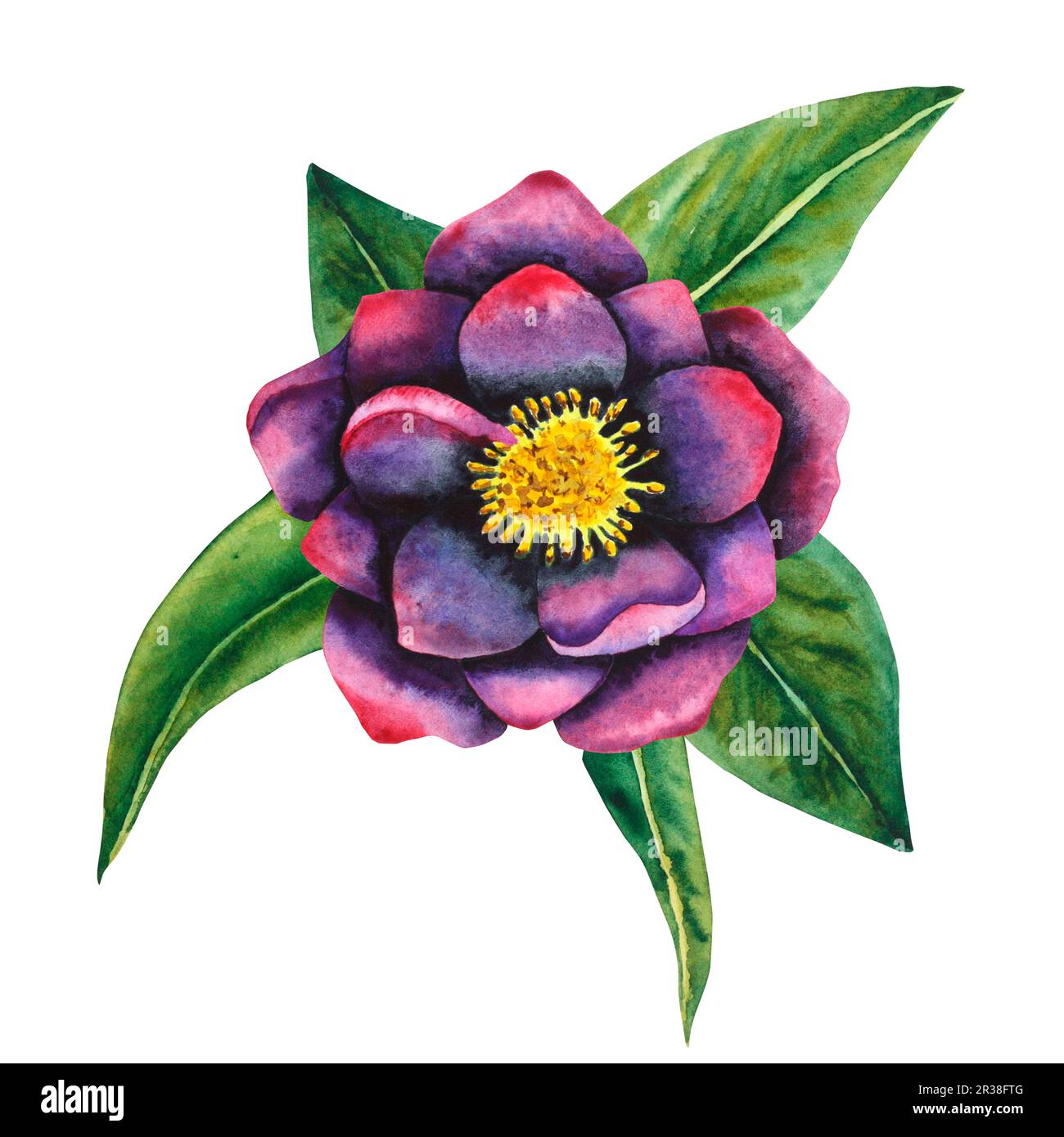 Noir hellebore. Fleur botanique aquarelle en noir et violet avec feuilles. Dessin à la main pour cartes, invitations, textiles et produits en papier Banque D'Images