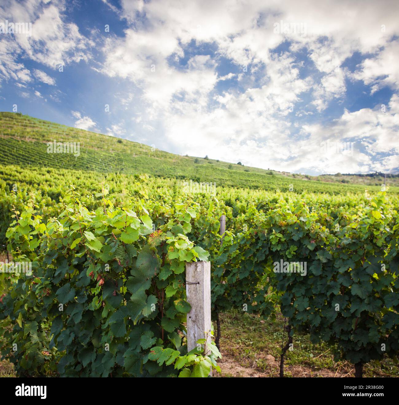 Belle vue sur le vignoble Banque D'Images
