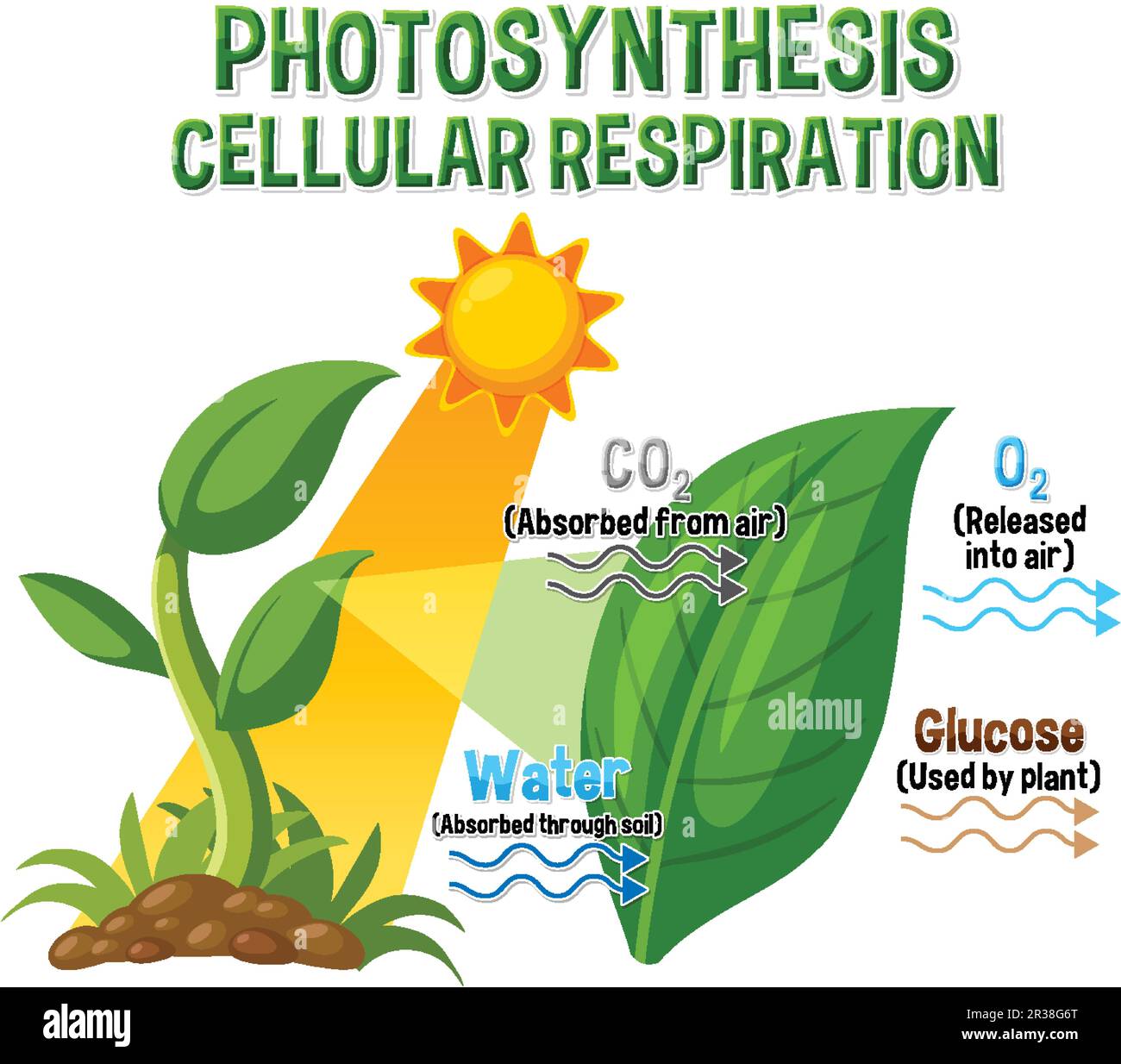 Diagramme de la photosynthèse pour illustration de l'enseignement de la biologie et des sciences de la vie Illustration de Vecteur