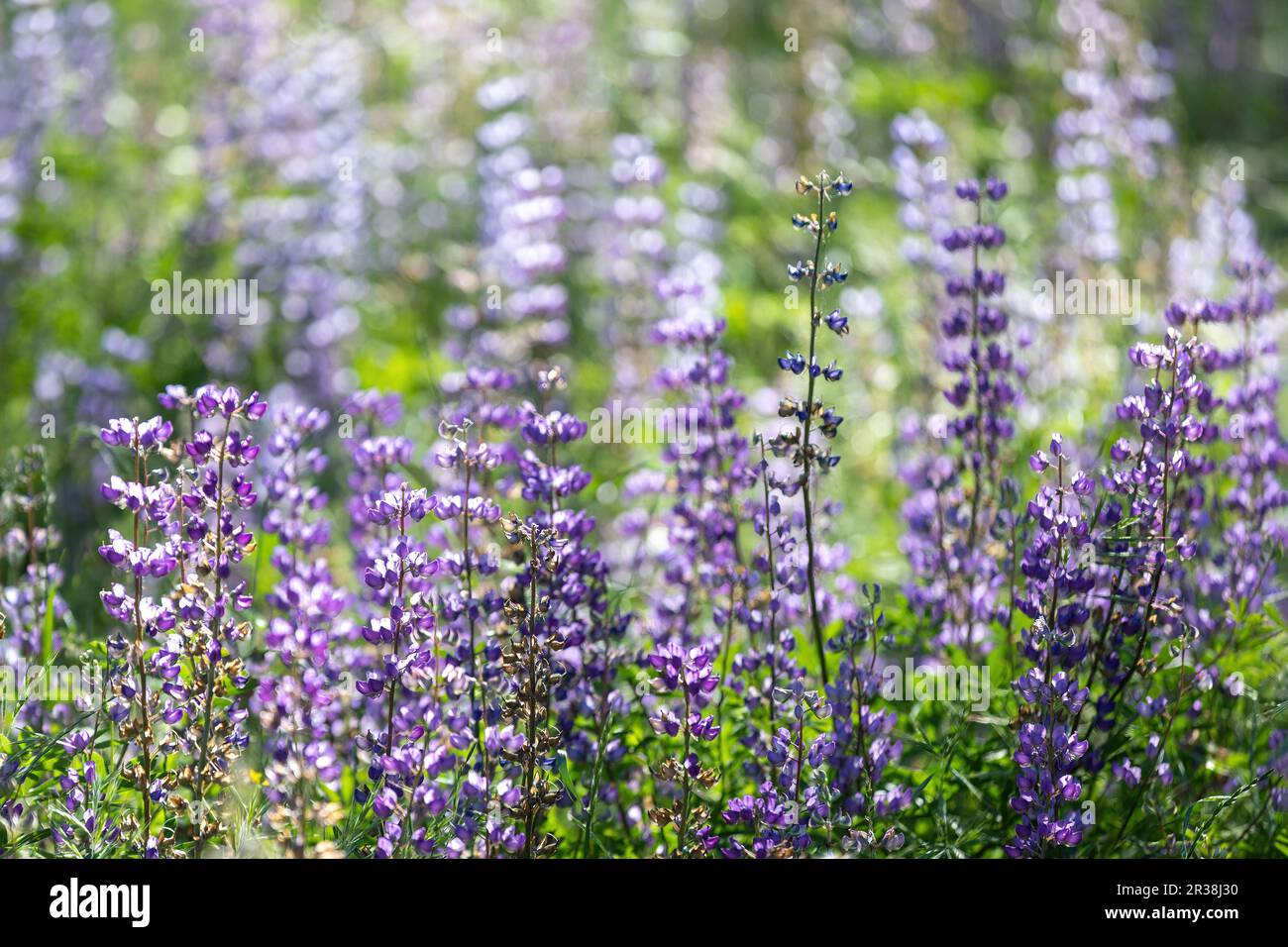 Champ de Baptizia dans Bloom, dans la région de la baie, Californie Banque D'Images