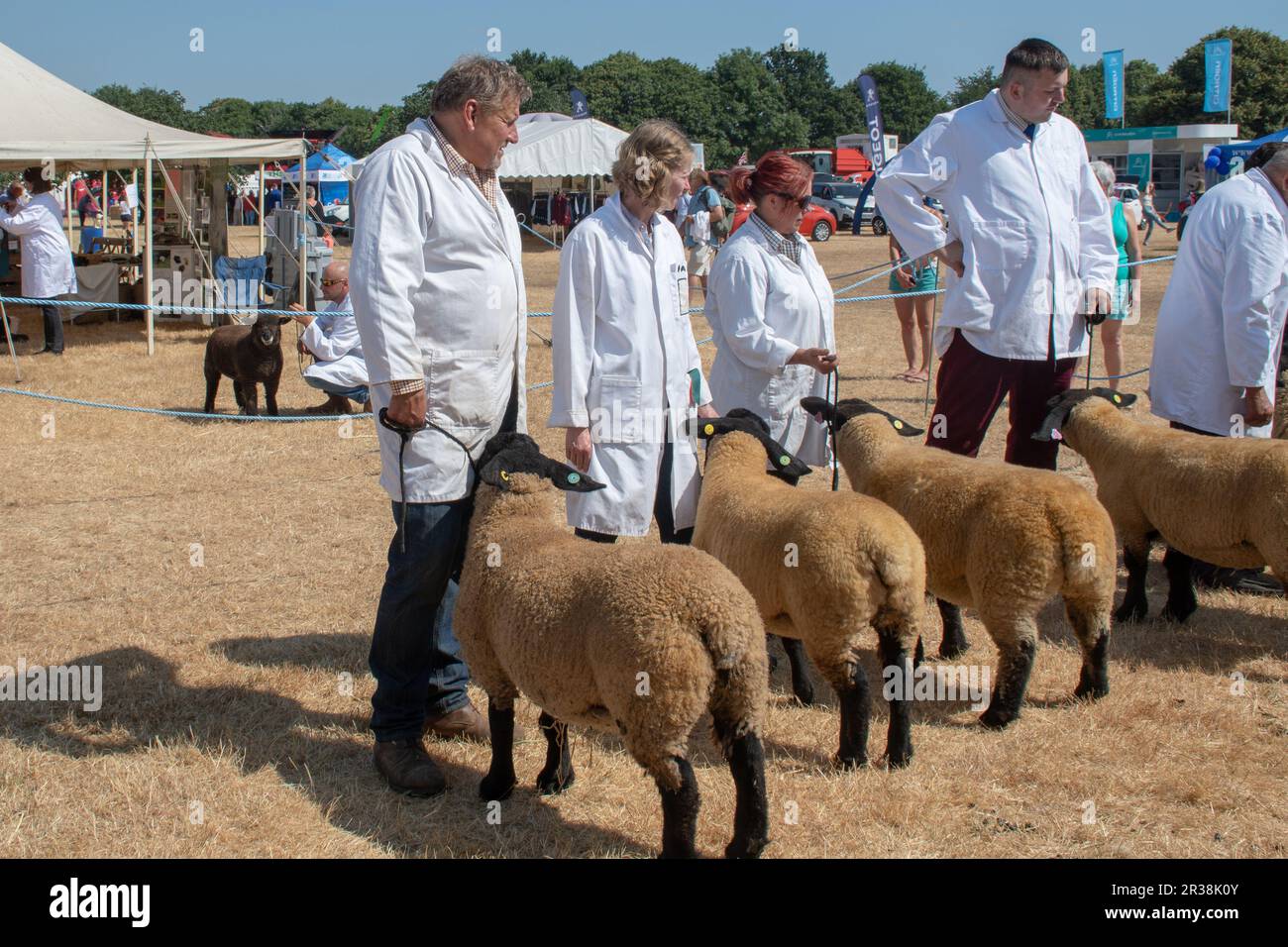 Gamme de moutons Pedigree avec des propriétaires revêtus de blanc exposés au salon agricole Banque D'Images