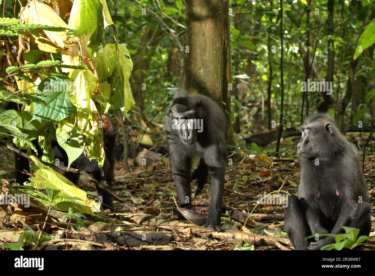 Un macaque à crête noire (Macaca nigra) de Sulawesi passe devant un autre individu dans la réserve naturelle de Tangkoko, au nord de Sulawesi, en Indonésie. Les effets du changement climatique sur les espèces endémiques peuvent être observés sur les changements de comportement et de disponibilité alimentaire, qui influent sur leur taux de survie. « Comme les humains, les primates surchauffent et se déshydratent par une activité physique continue par temps extrêmement chaud », selon un scientifique, Brogan M. Stewart, dans son rapport publié en 2021 sur la conversation. Banque D'Images